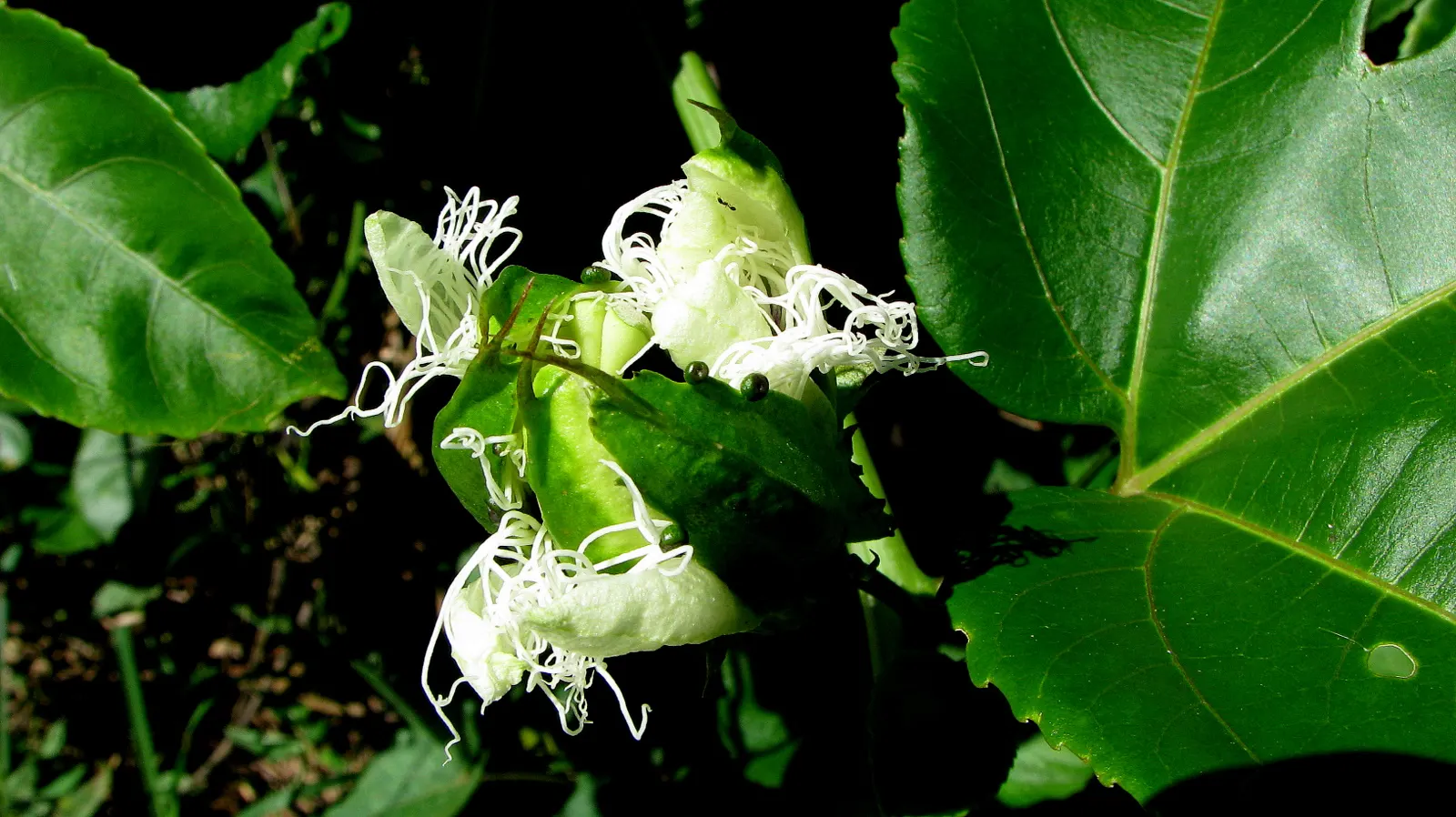 Passion Fruit (Passiflora Edulis) — dark green leaves span 3 to 8 inches