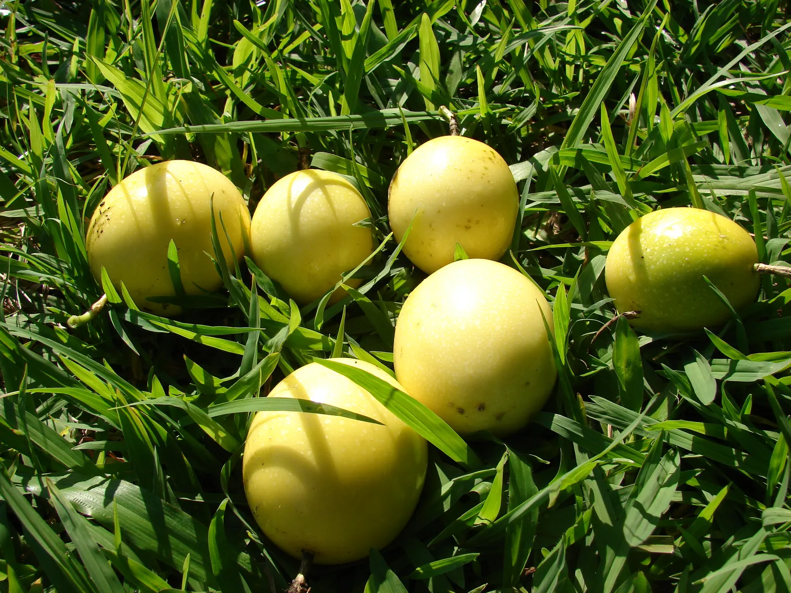 Passion Fruit (Passiflora Edulis) — The plant requires regular watering to establish, but once mature, it becomes more drought-tolerant