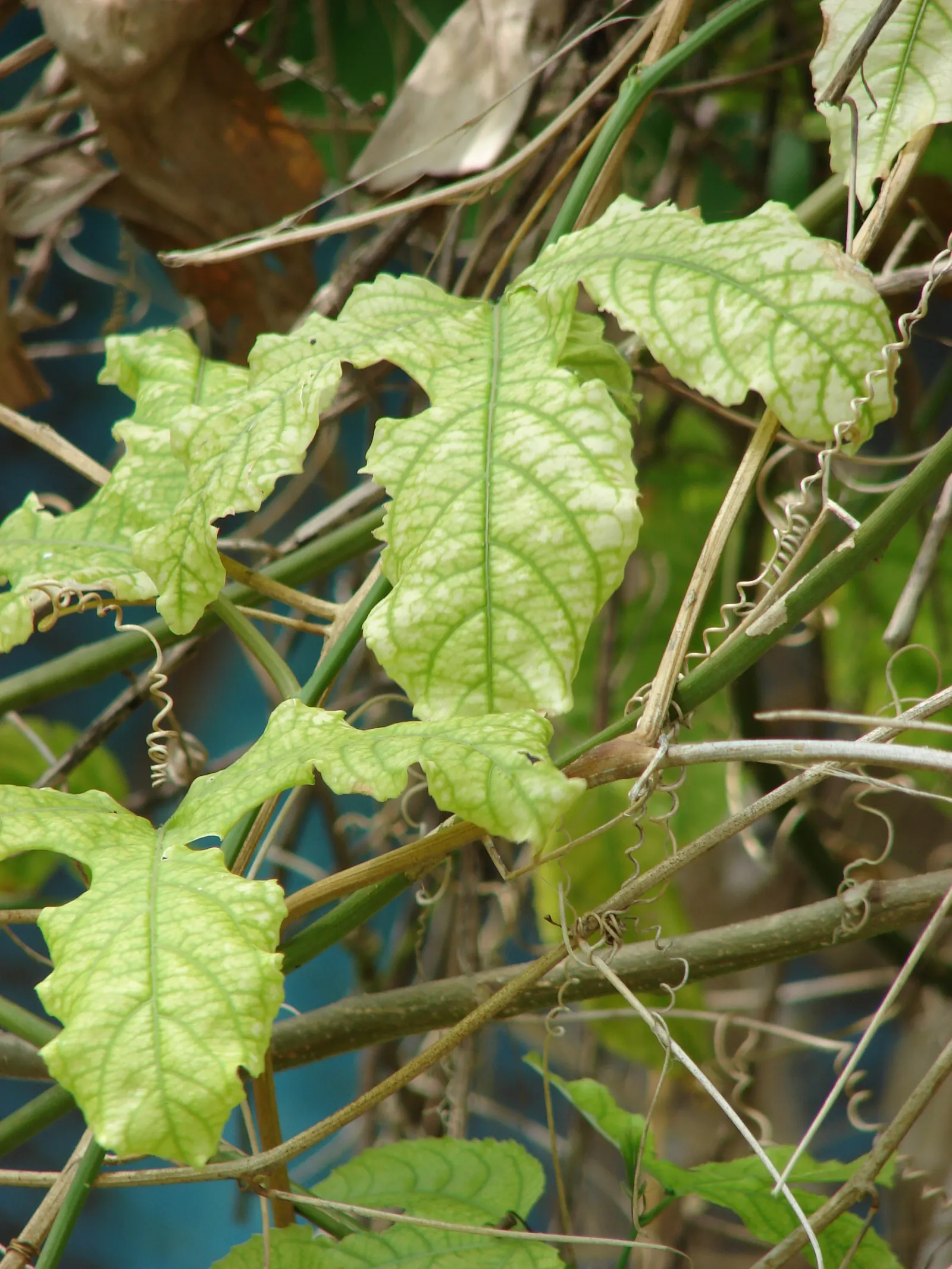 Passion Fruit (Passiflora Edulis) — Ranging from 1.5 to 3 inches in diameter; is a vigorous vine famed for its aromatic round fruits, image 63