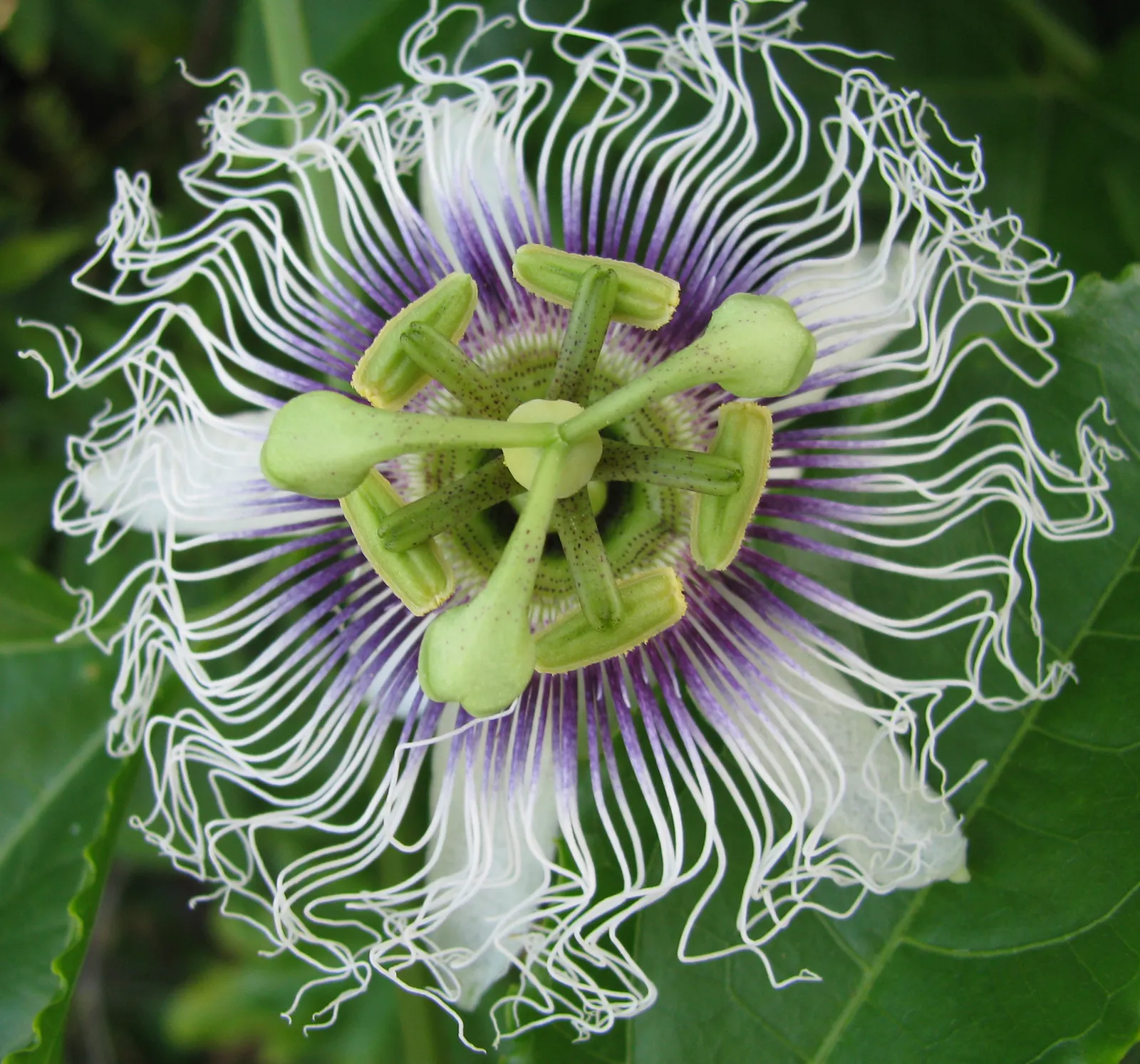 Passion Fruit (Passiflora Edulis) — USDA zones 9-11 are ideal for growth; reaching a flexible spread of 15 to 20 feet, image 97