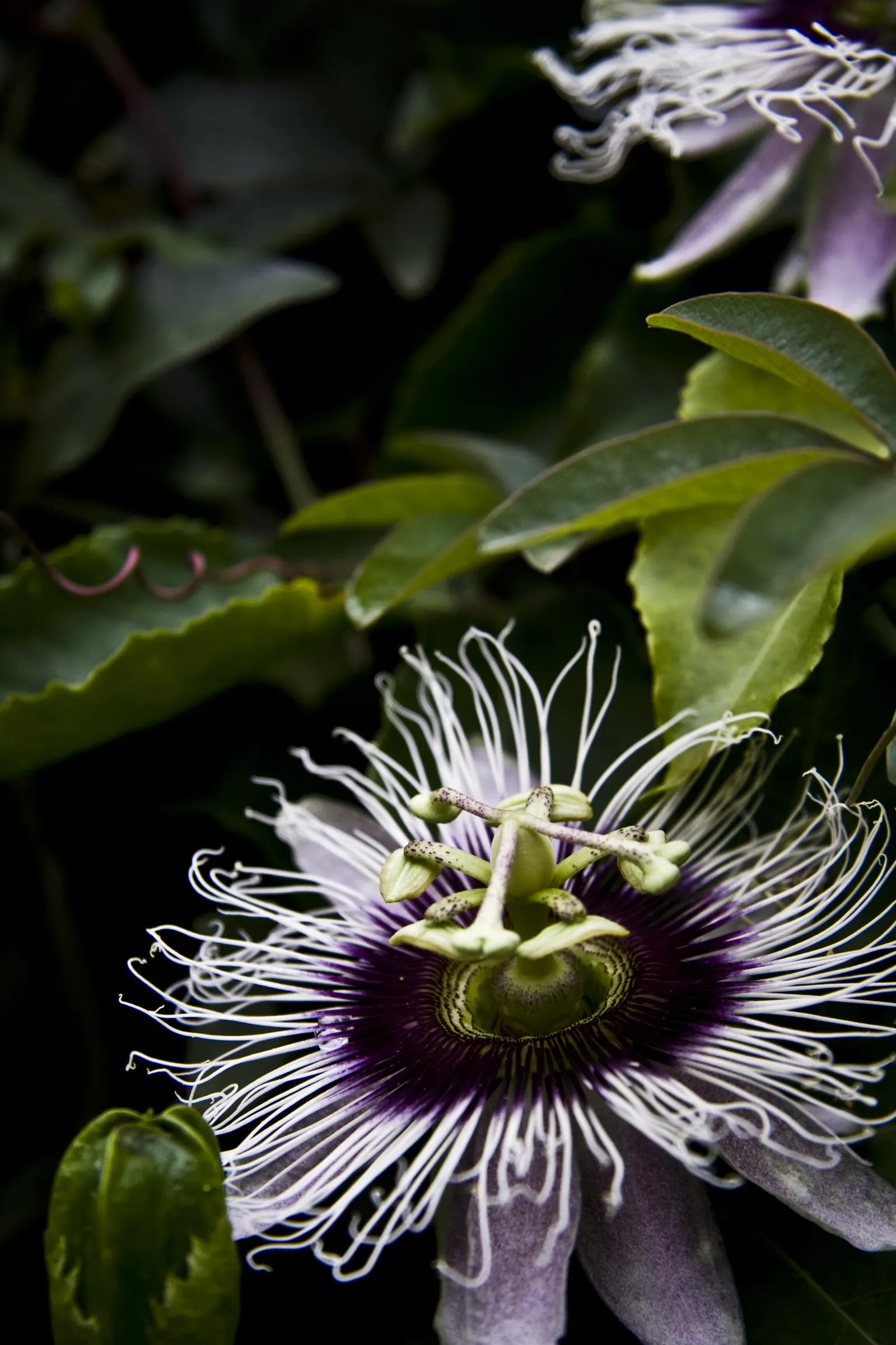 Passion Fruit (Passiflora Edulis) — preferring well-drained soil; dark green leaves span 3 to 8 inches, image 61