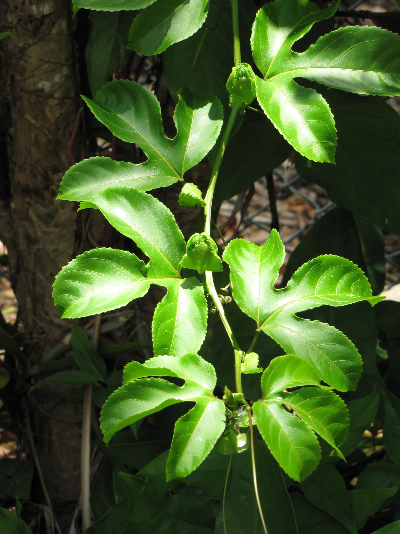 Passion Fruit (Passiflora Edulis) — dark green leaves span 3 to 8 inches; multi-colored and purple flowers in the garden, image 79