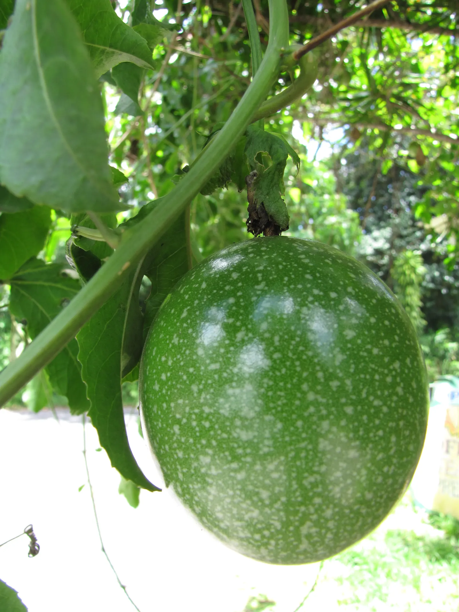 Passion Fruit (Passiflora Edulis) — the fruits turn from green to deep purple or yellow when ripe; this vigorous climber can swiftly cover fences