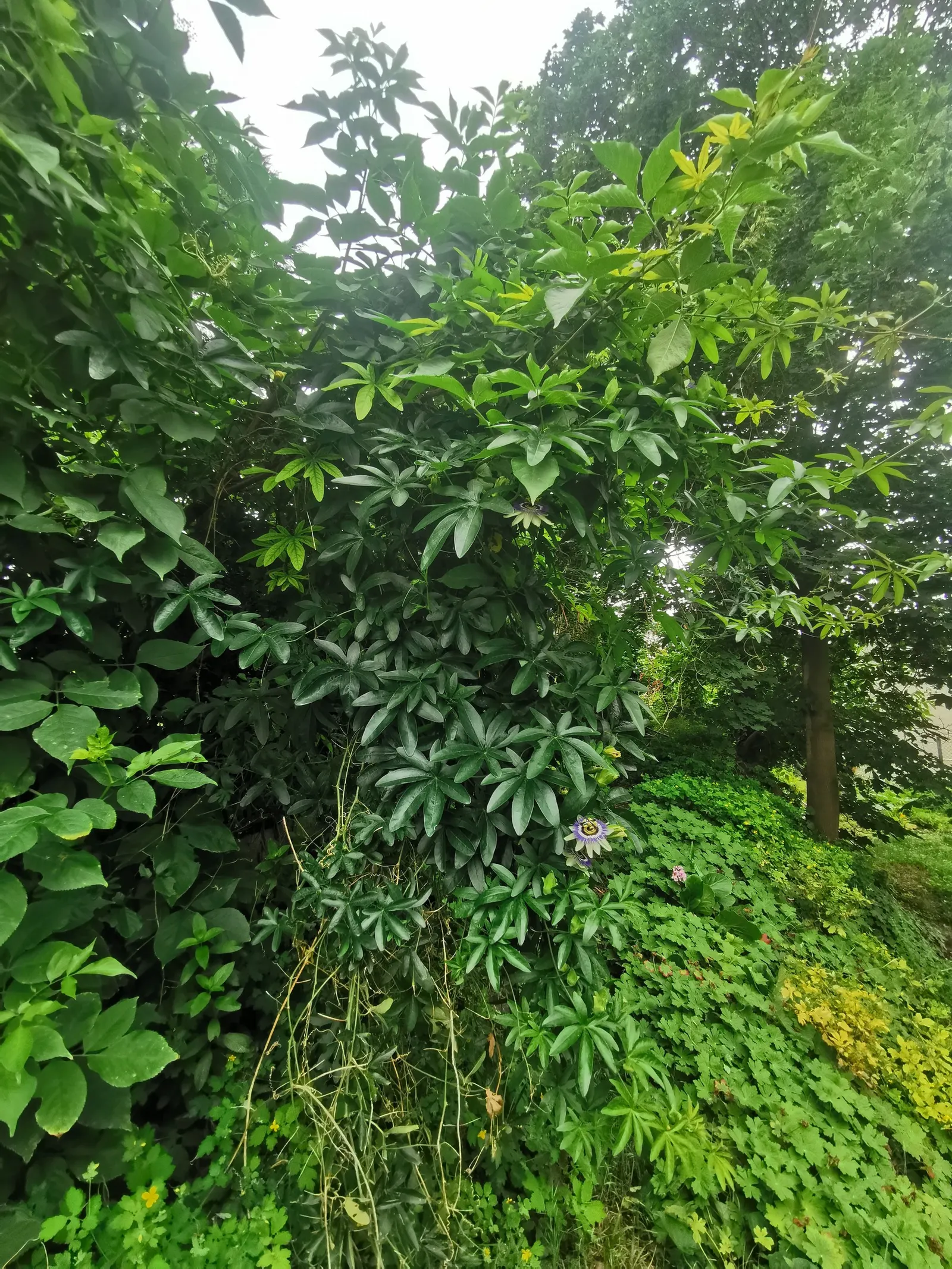 Passion Fruit (Passiflora Edulis) — vine with multi-colored and purple blooms