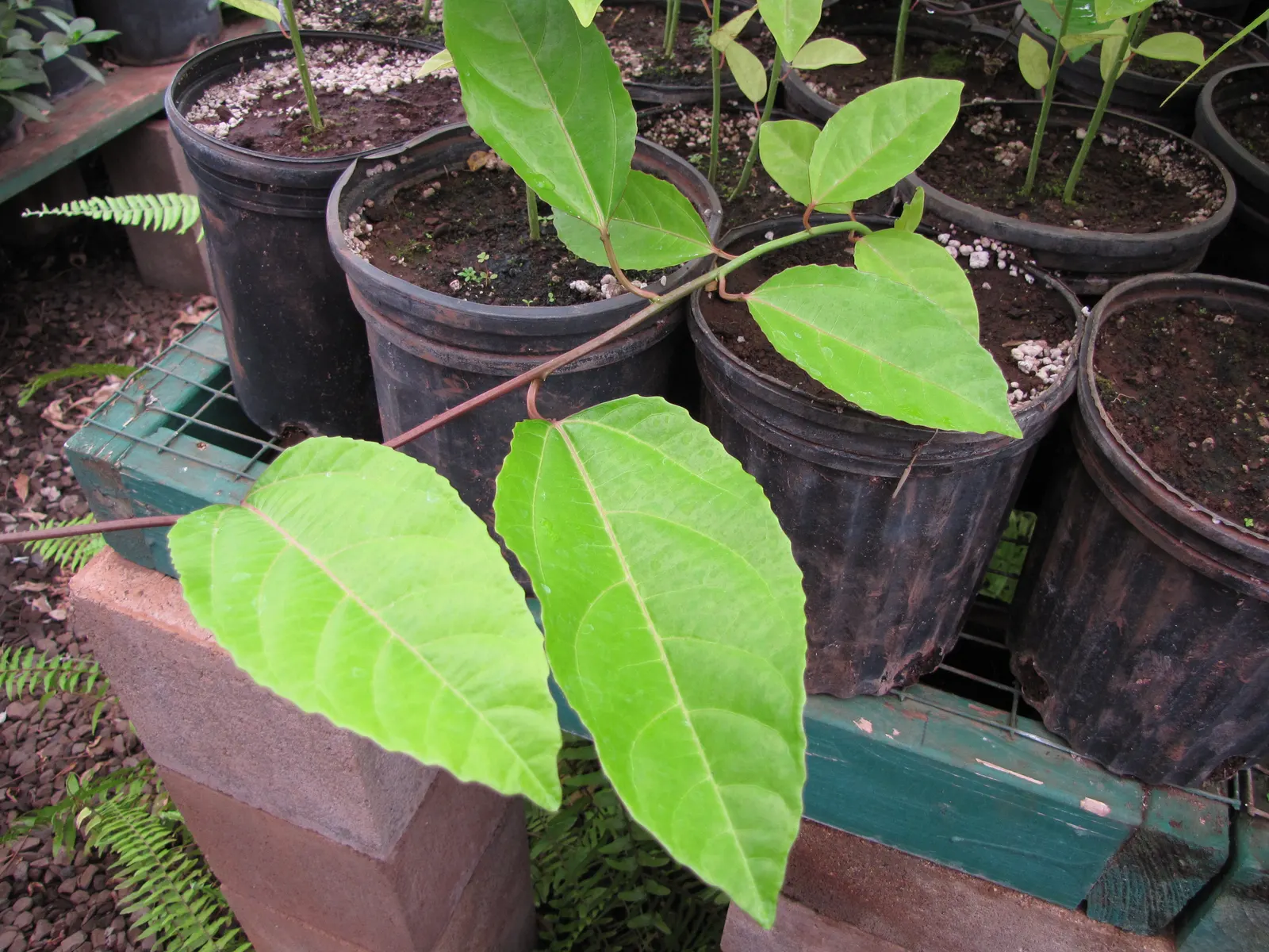 Passion Fruit (Passiflora Edulis) — USDA zones 9-11 are ideal for growth; reaching a flexible spread of 15 to 20 feet, image 74