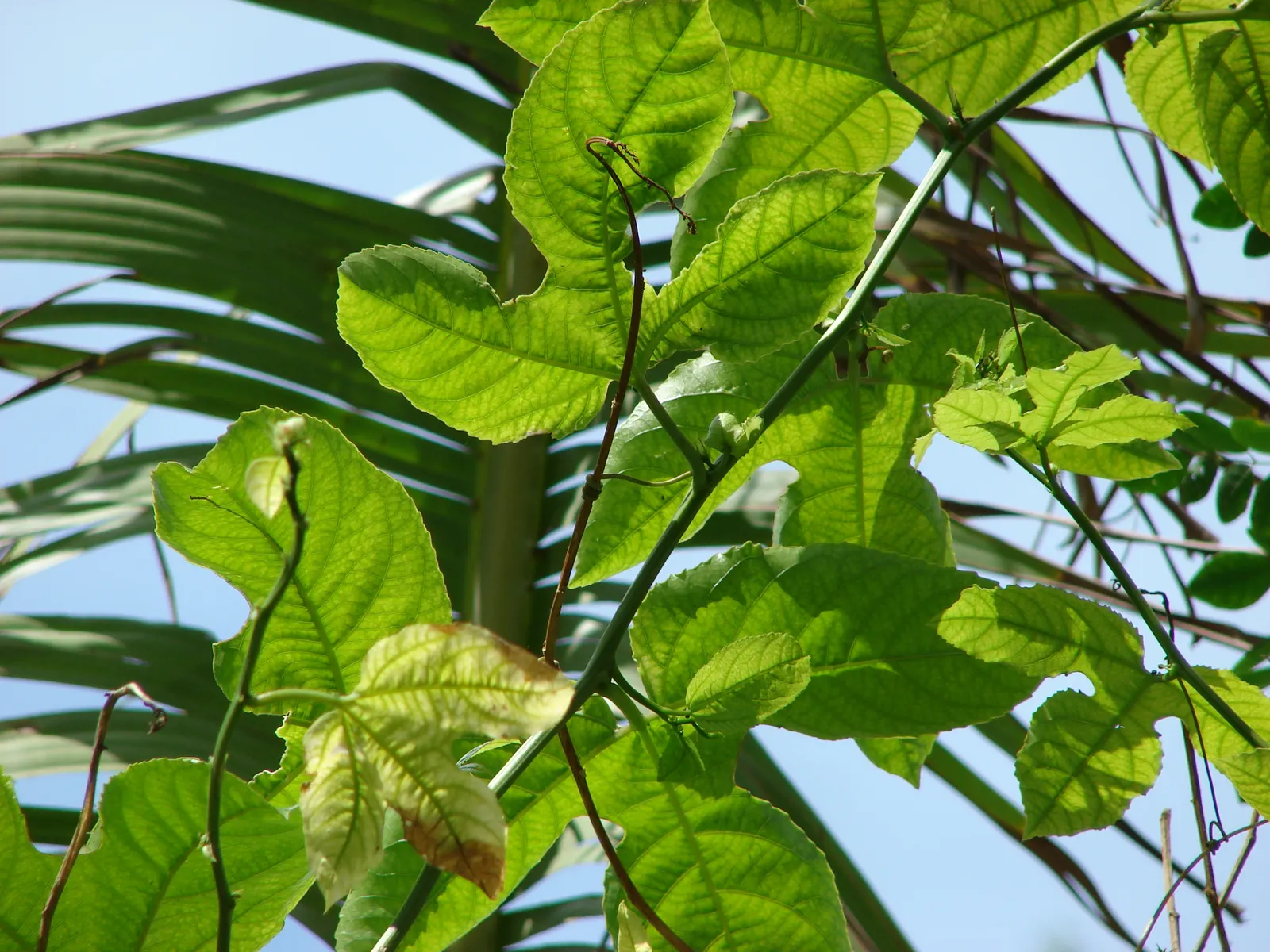 Passion Fruit (Passiflora Edulis) — This vigorous climber can swiftly cover fences; perennial vine celebrated for its striking flowers and, image 77