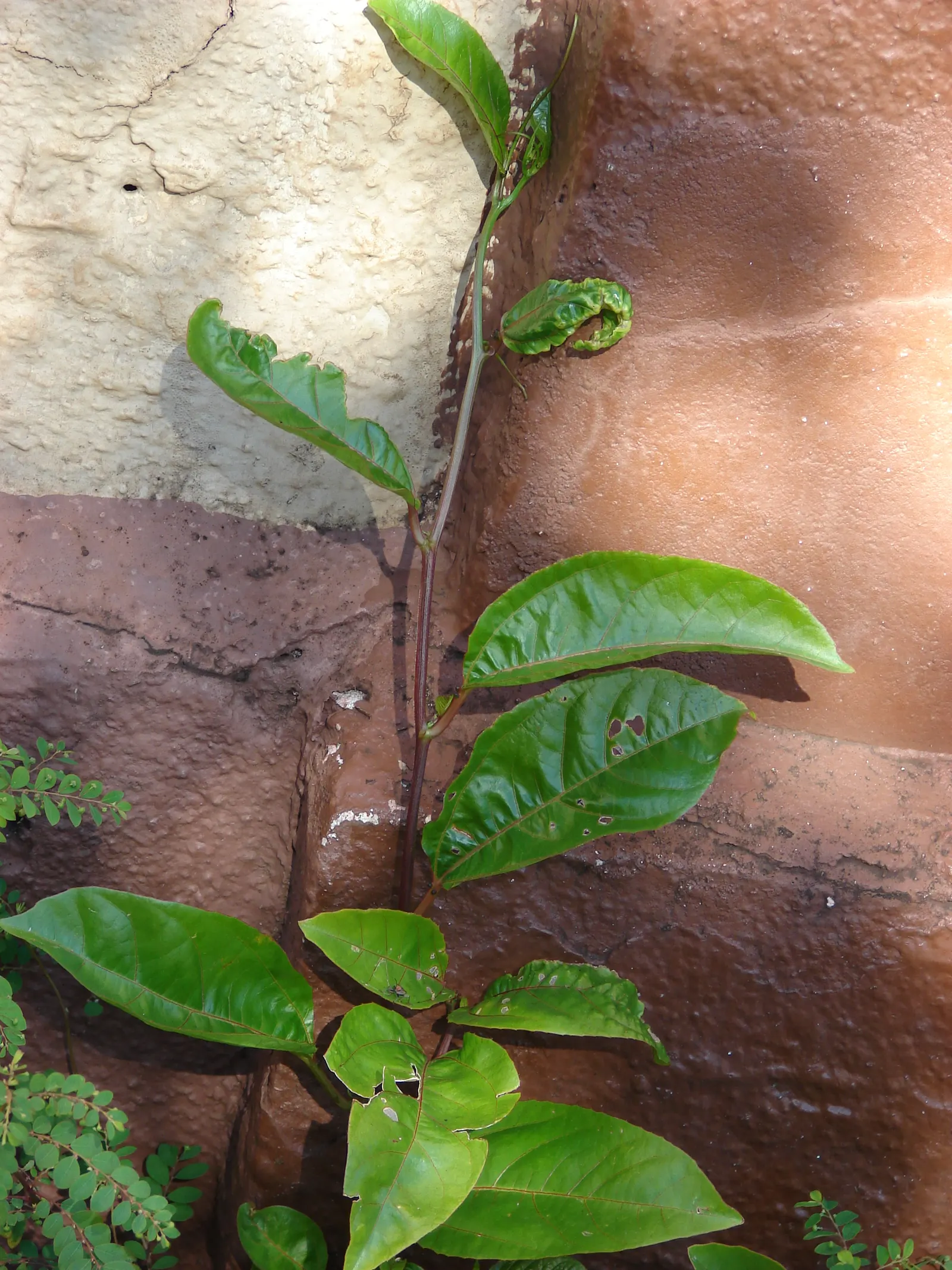 Passion Fruit (Passiflora Edulis) — Offering a tangy tropical flavor, they are a superb choice for fresh eating, juices, or desserts; vine with, image 89