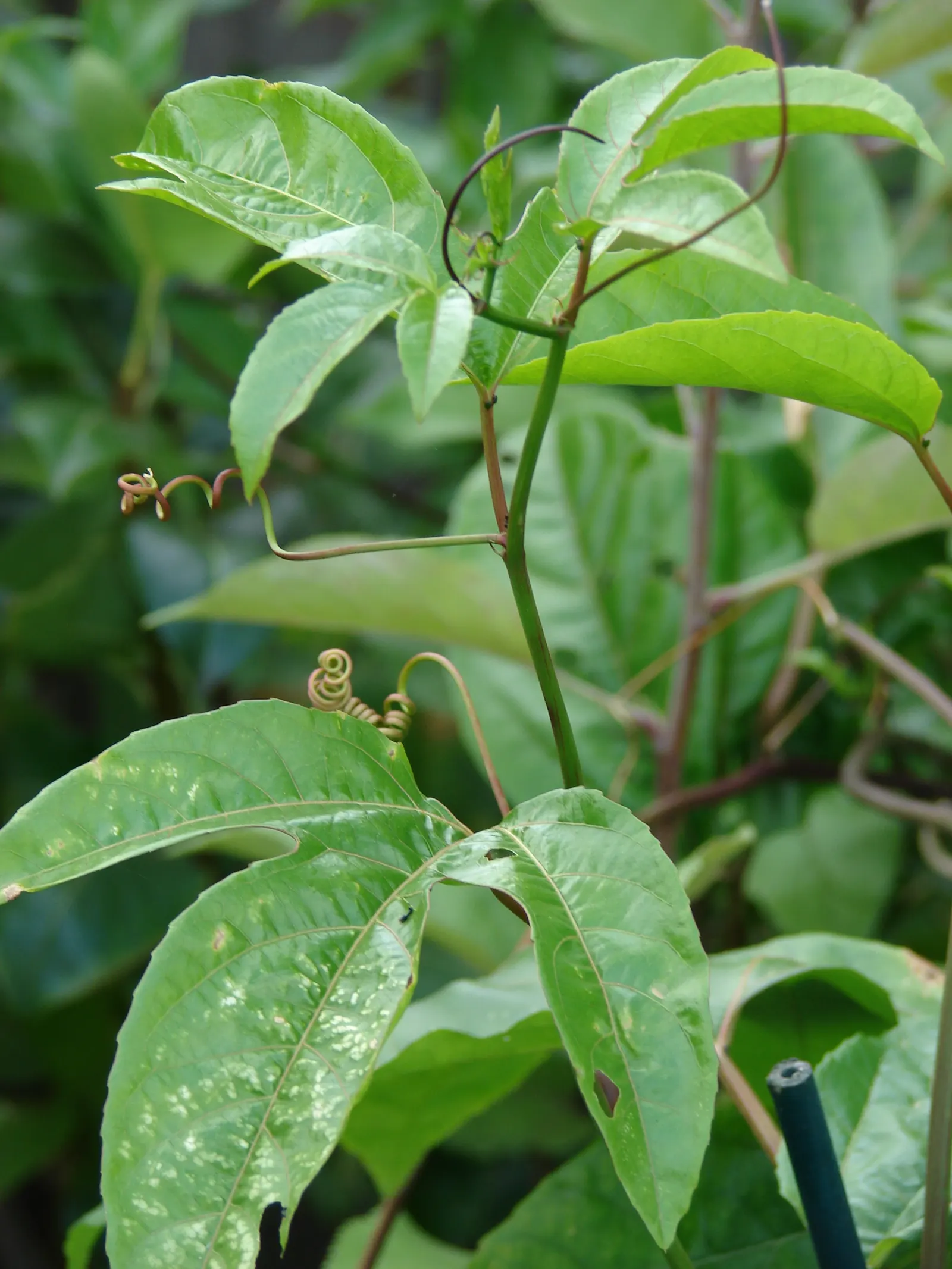 Passion Fruit (Passiflora Edulis) — typically around 3 inches wide
