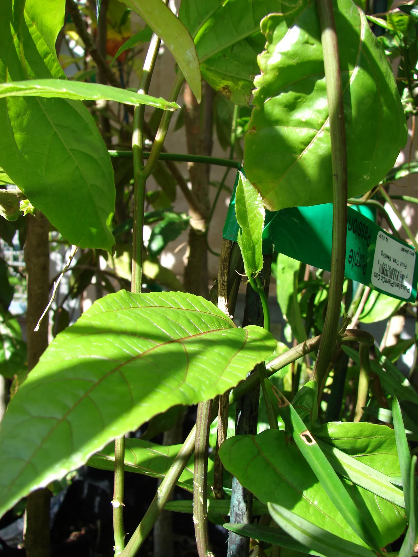 Passion Fruit (Passiflora Edulis) — It boasts intricate purple and white flowers, measuring up to 3 inches across; serving as a lush backdrop for, image 48
