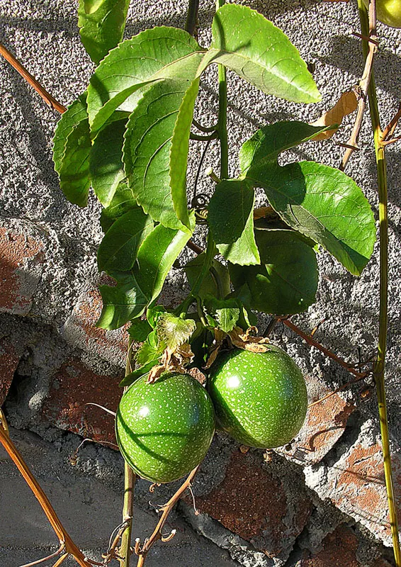 Passion Fruit (Passiflora Edulis) — vine for full; offering a tangy tropical flavor, they are a superb choice for fresh eating, juices, or desserts, image 92