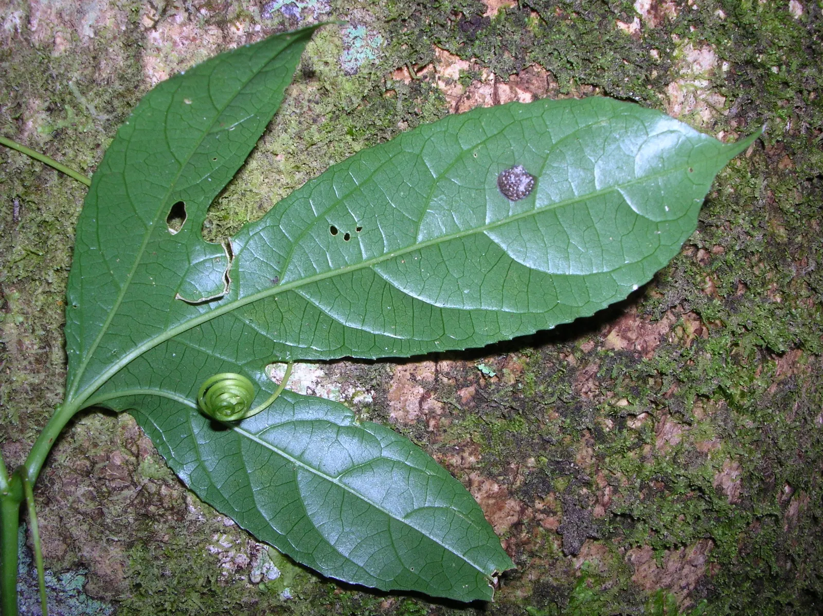 Passion Fruit (Passiflora Edulis) — Ranging from 1.5 to 3 inches in diameter; is a vigorous vine famed for its aromatic round fruits, image 86