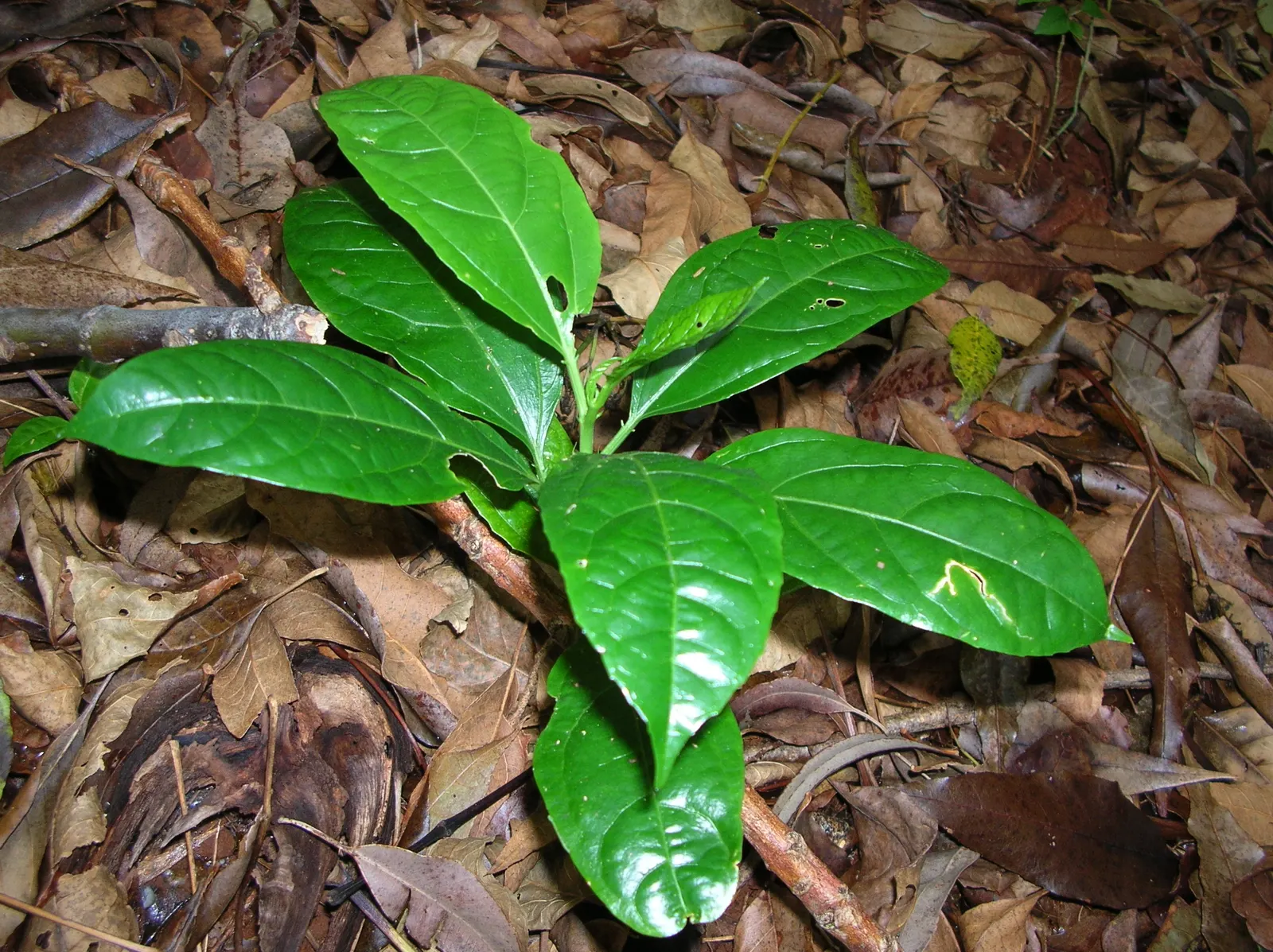 Passion Fruit (Passiflora Edulis) — Passion Fruit thrives in full sun to partial shade; this perennial prefers a sunny spot with well-drained soil, image 83