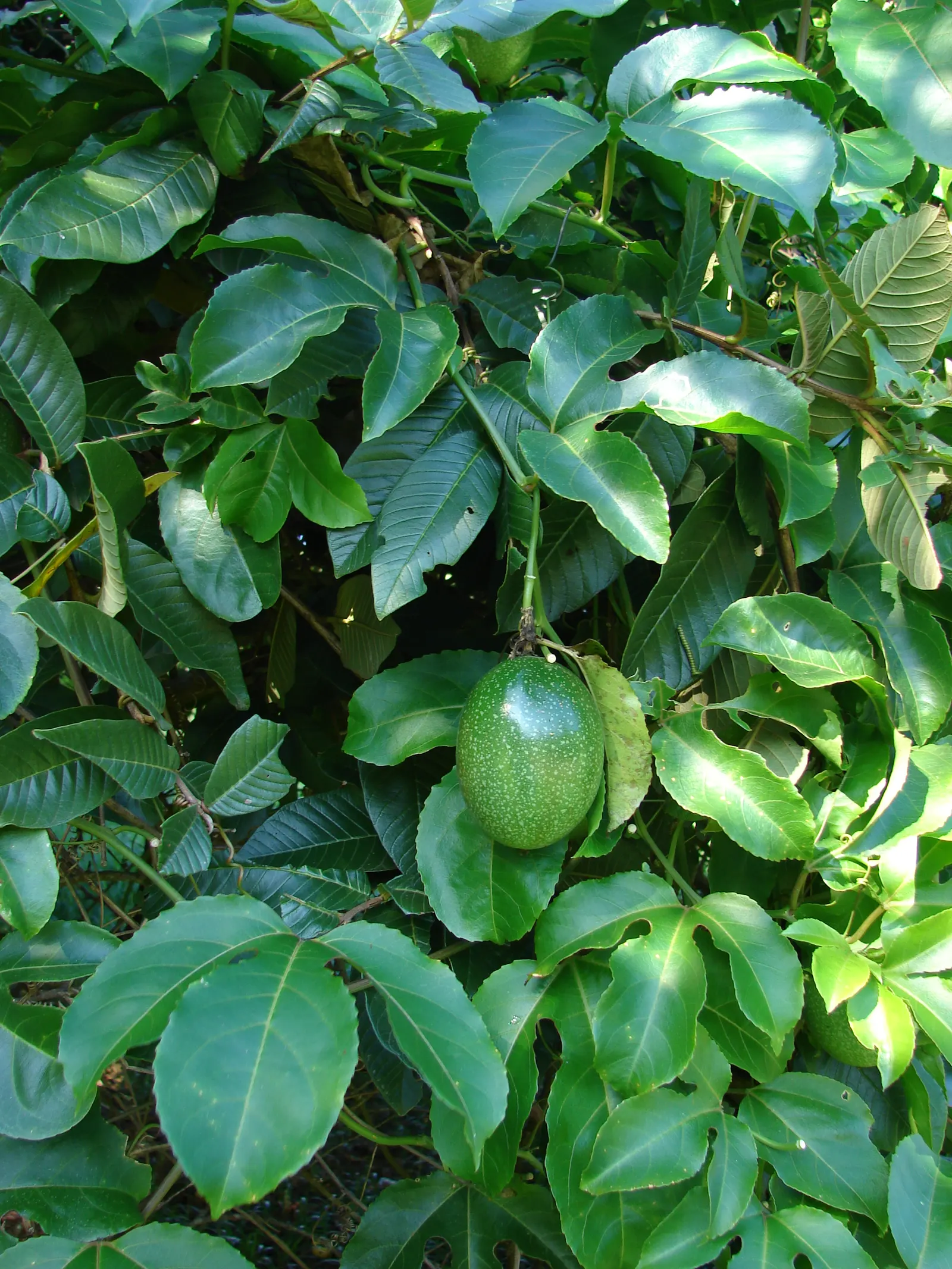 Passion Fruit (Passiflora Edulis) — typically around 3 inches wide, image 58