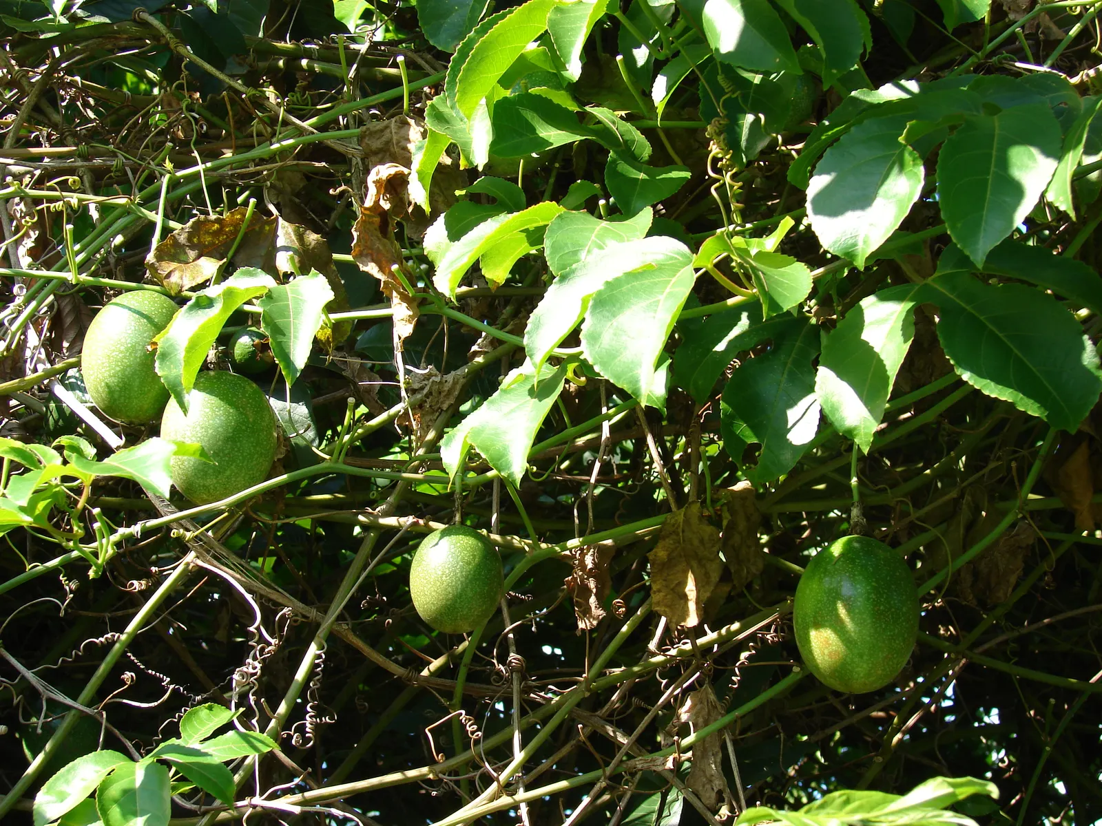 Passion Fruit (Passiflora Edulis) — It requires a sturdy trellis for support and can provide a tropical feel to landscapes; it boasts intricate, image 73