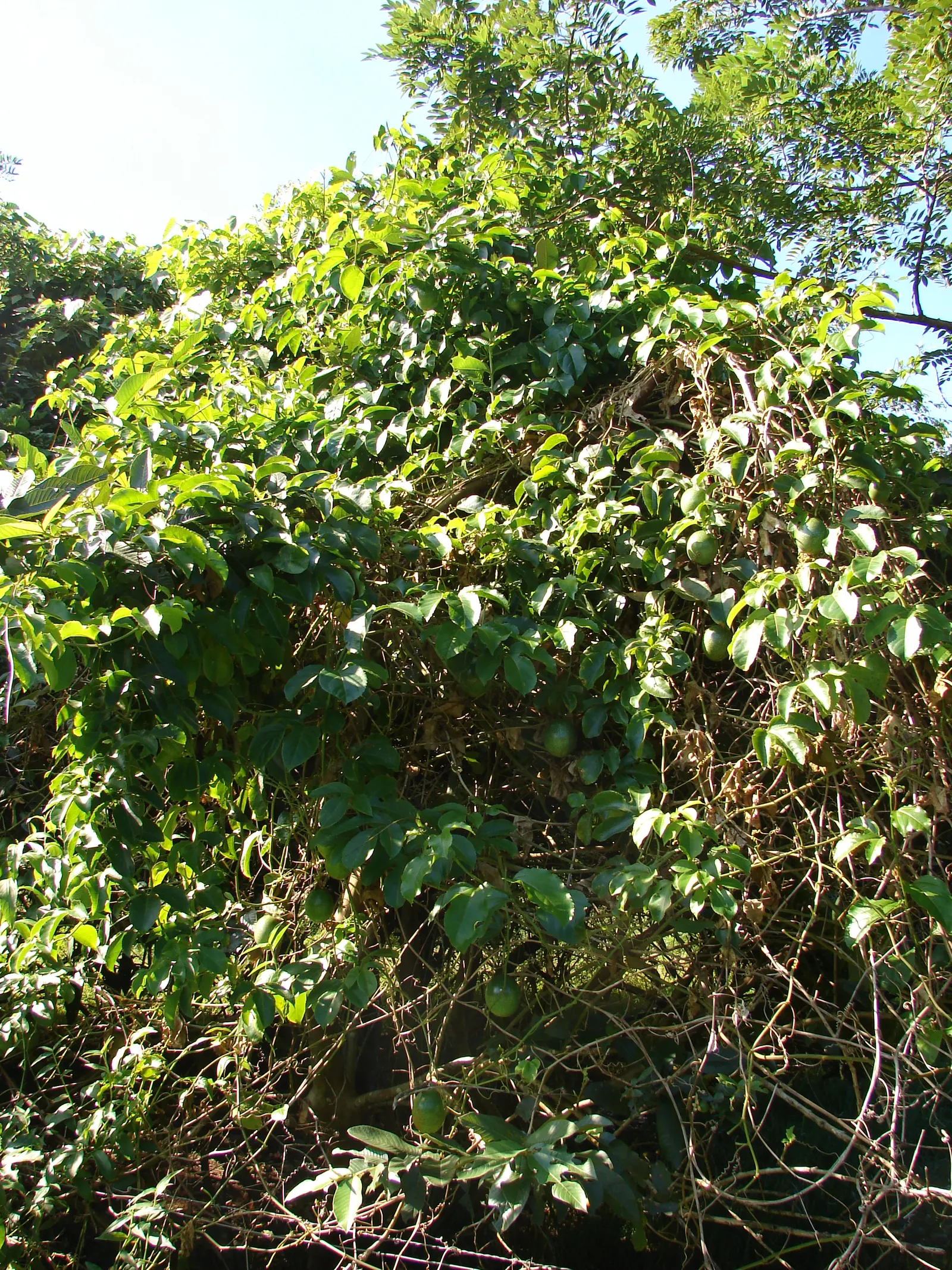 Passion Fruit (Passiflora Edulis) — commonly known as the Passion Fruit; the plant requires regular watering to establish, but once mature, it, image 98