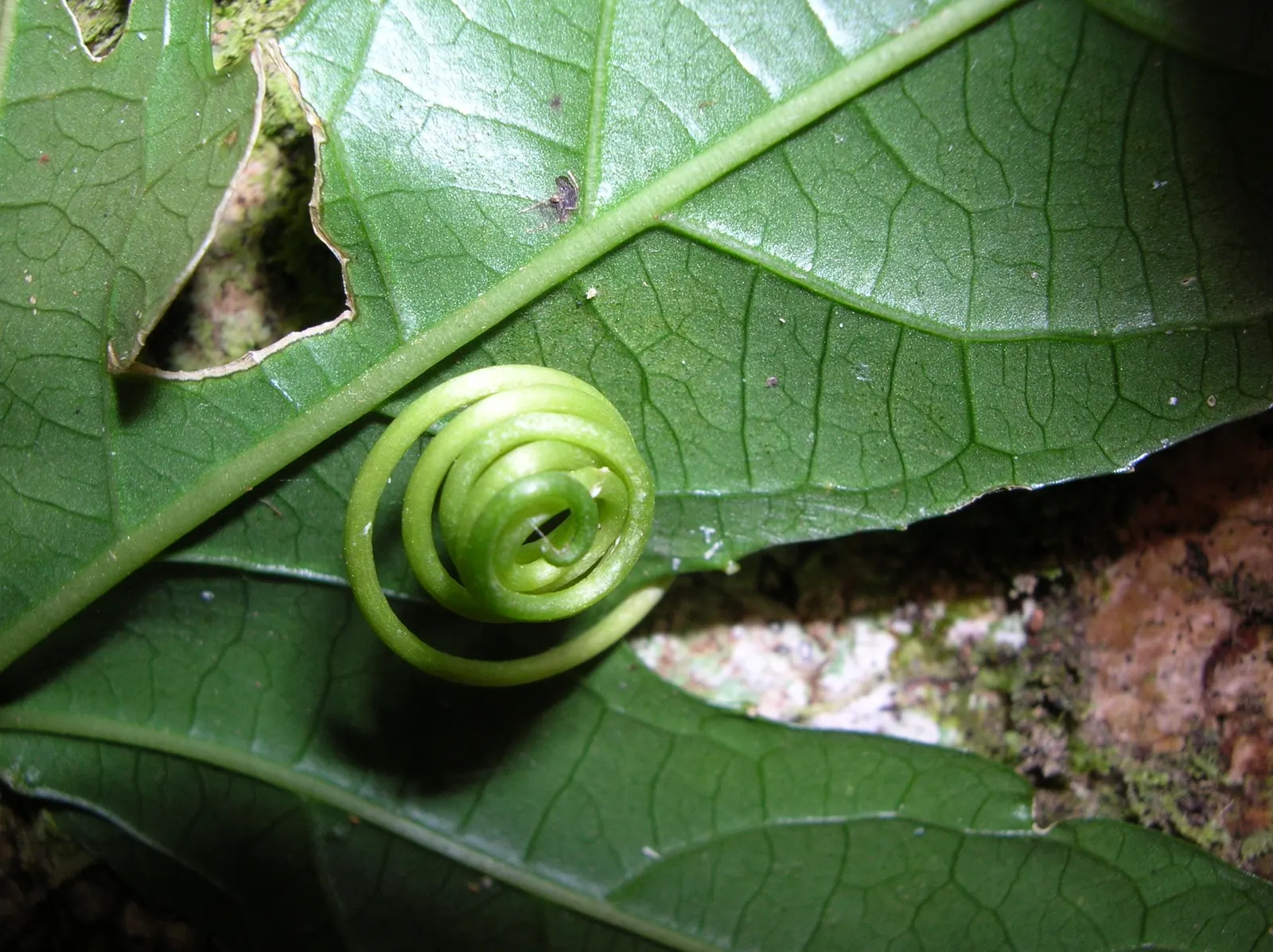 Passion Fruit (Passiflora Edulis) — serving as a lush backdrop for the complex; uSDA zones 9-11 are ideal for growth
