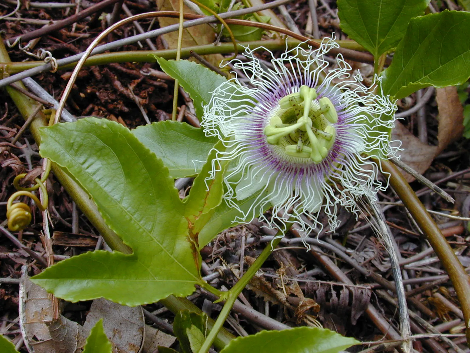 Passion Fruit (Passiflora Edulis) — Offering a tangy tropical flavor, they are a superb choice for fresh eating, juices, or desserts