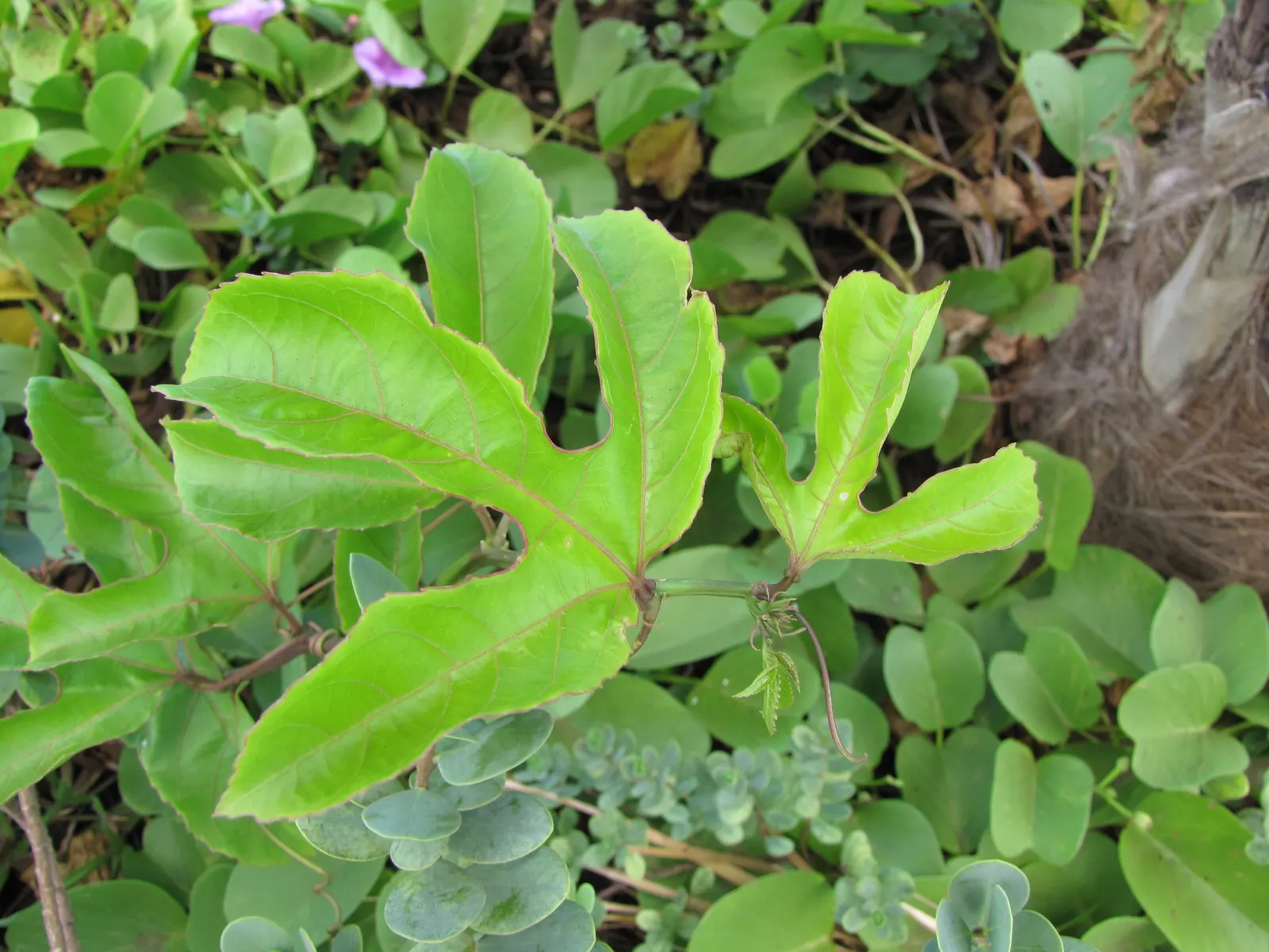 Passion Fruit (Passiflora Edulis) — the fruits turn from green to deep purple or yellow when ripe; this vigorous climber can swiftly cover fences, image 87