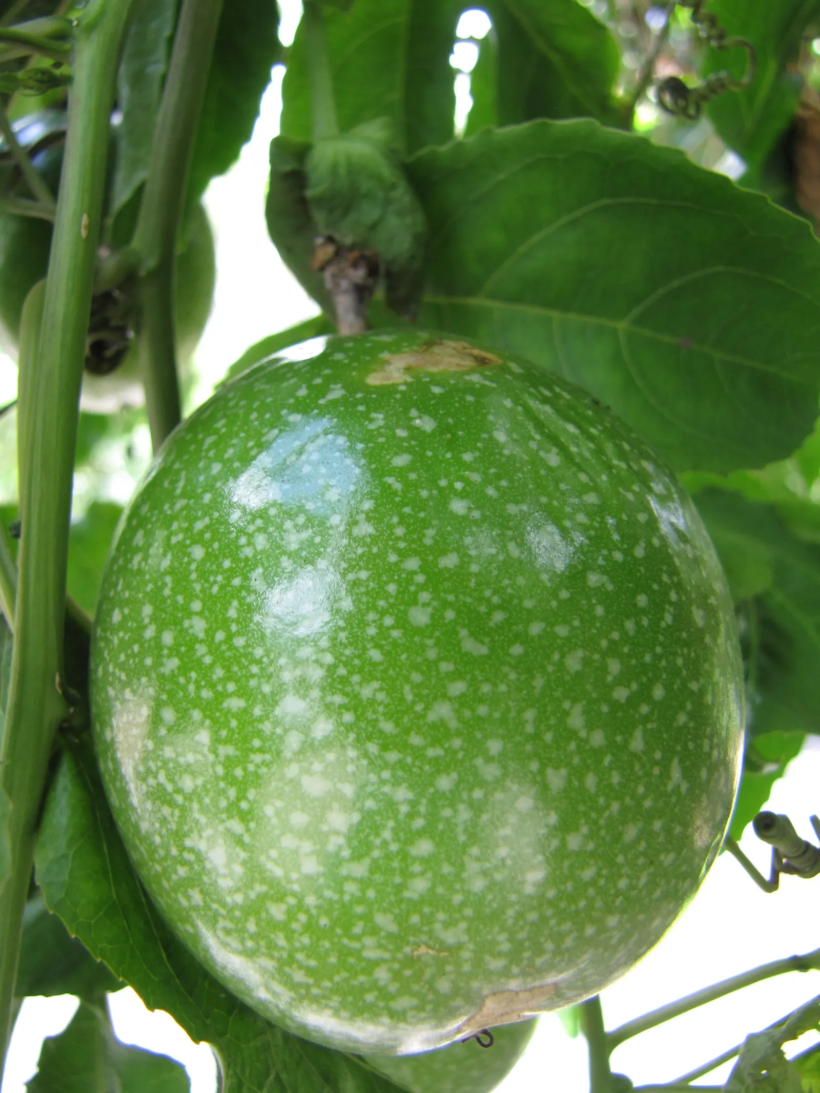 Passion Fruit (Passiflora Edulis) — It boasts intricate purple and white flowers, measuring up to 3 inches across