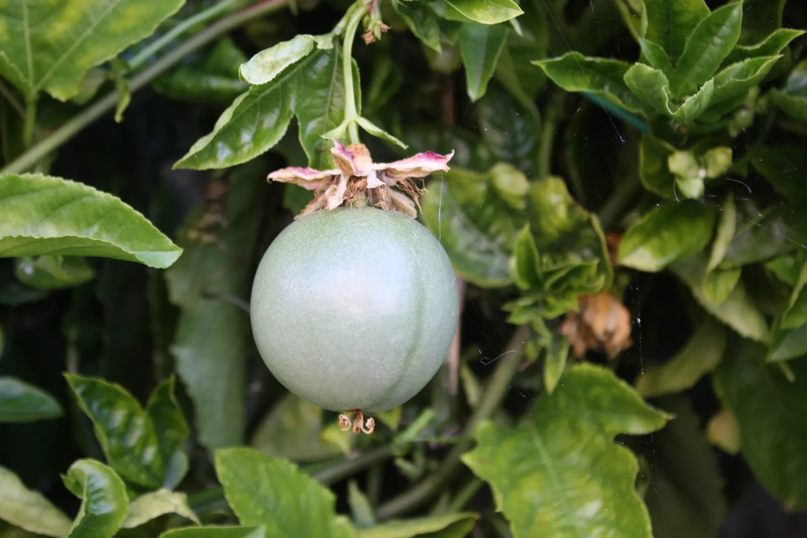 Passion Fruit (Passiflora Edulis) — The plant requires regular watering to establish, but once mature, it becomes more drought-tolerant; ranging, image 85