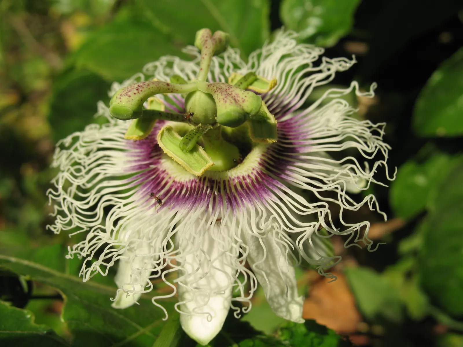 Passion Fruit (Passiflora Edulis) — perennial vine celebrated for its striking flowers and delicious fruit; vine for full, image 53