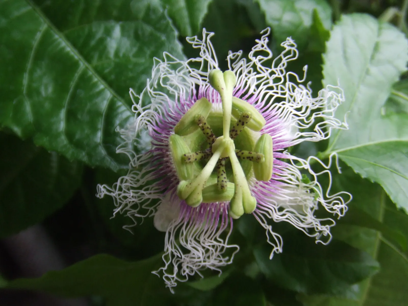 Passion Fruit (Passiflora Edulis) — typically around 3 inches wide, image 35
