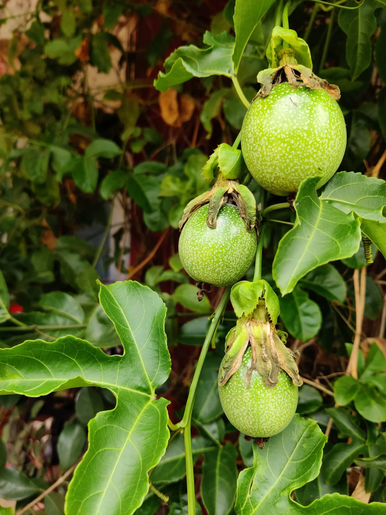 Passion Fruit (Passiflora Edulis) — commonly known as the Passion Fruit; the plant requires regular watering to establish, but once mature, it, image 75
