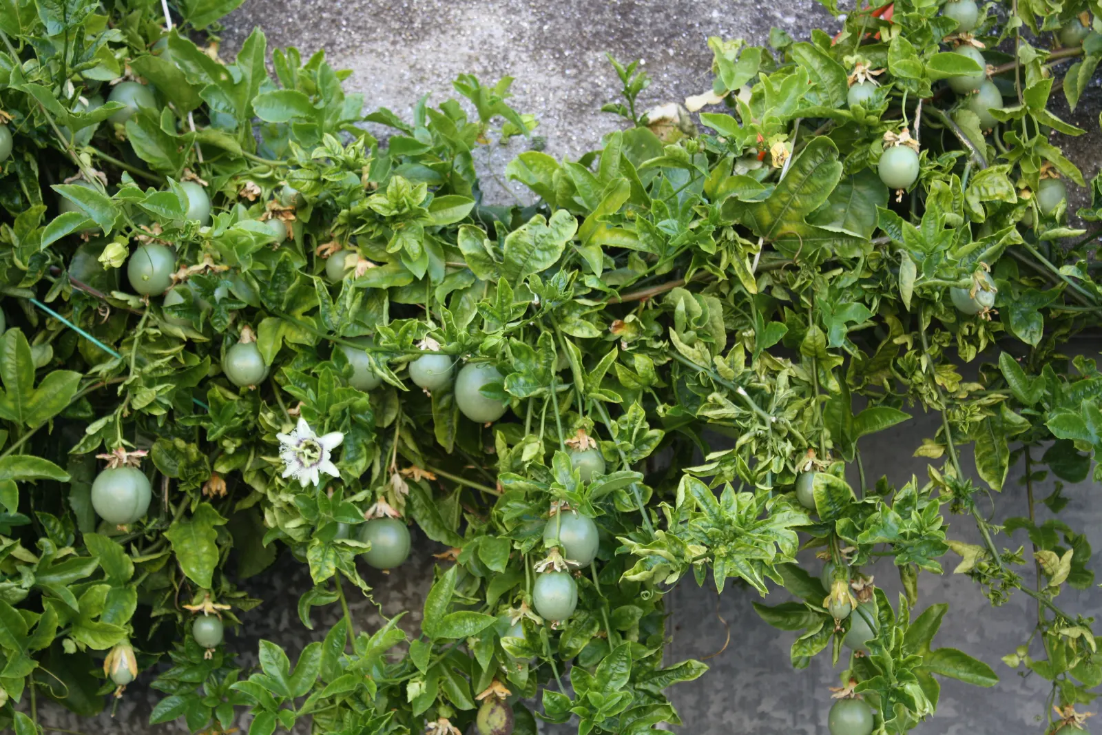 Passion Fruit (Passiflora Edulis) — serving as a lush backdrop for the complex