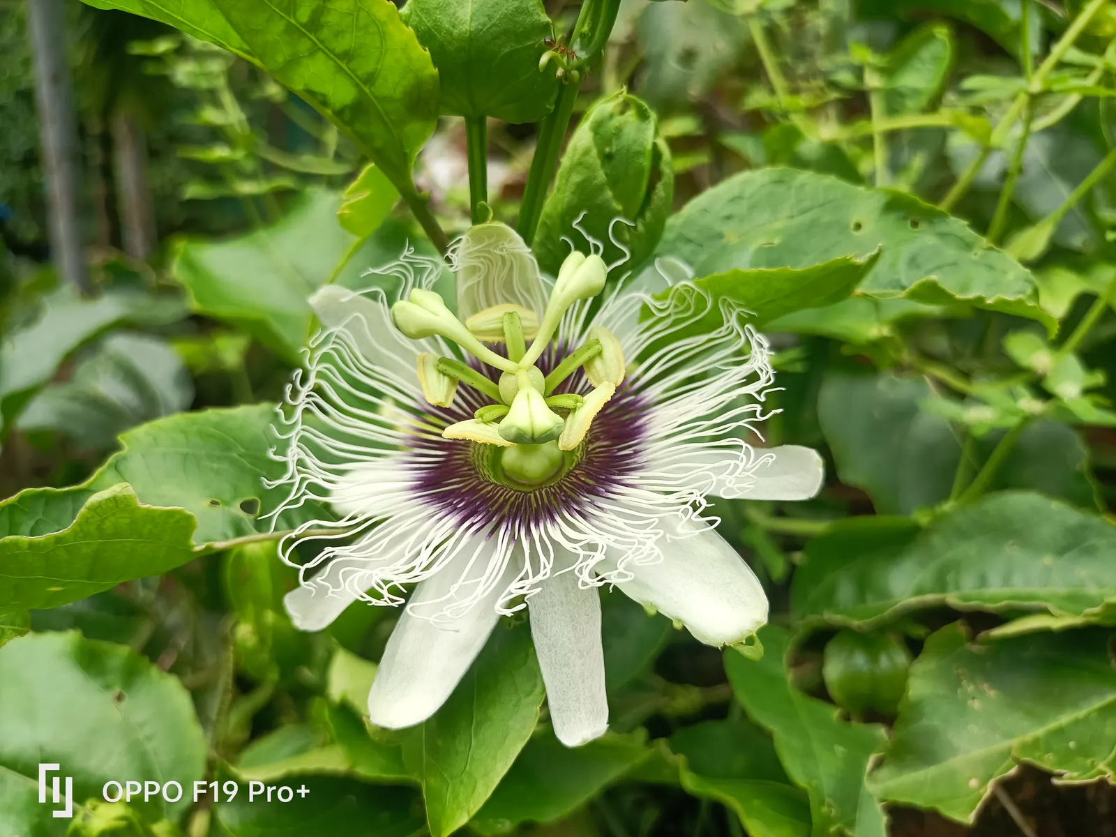 Passion Fruit (Passiflora Edulis) — preferring well-drained soil