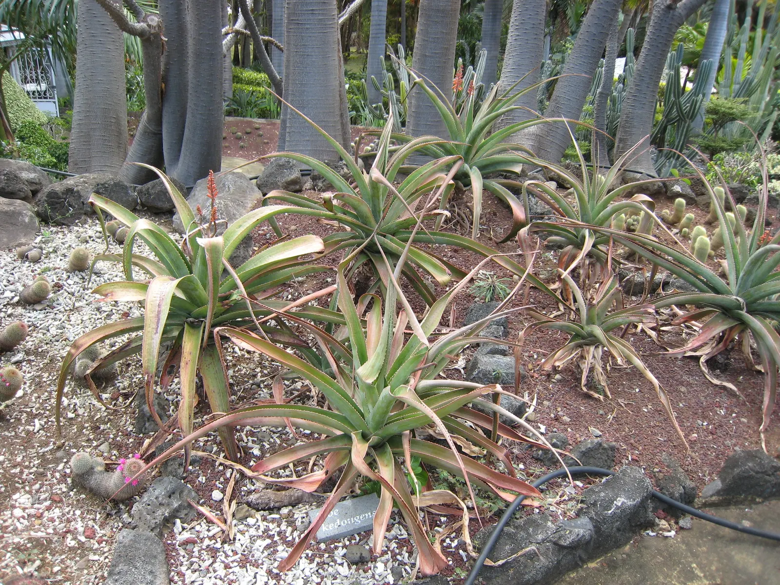 Kenyan Aloe (Aloe Kedongensis) — However, it will require protection or moving indoors during colder weather
