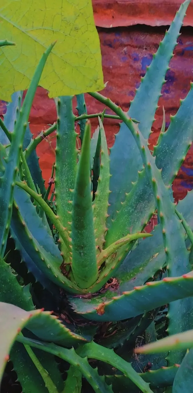 Kenyan Aloe (Aloe Kedongensis) — which can span approximately 6 to 8 inches long