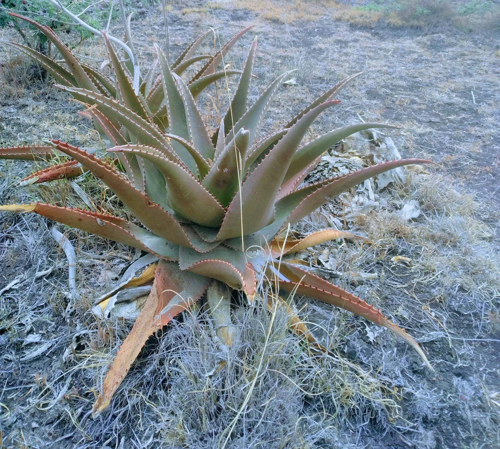 Kenyan Aloe (Aloe Kedongensis) — This drought-tolerant aloe favors well-drained soils and thrives in full sun to partial shade