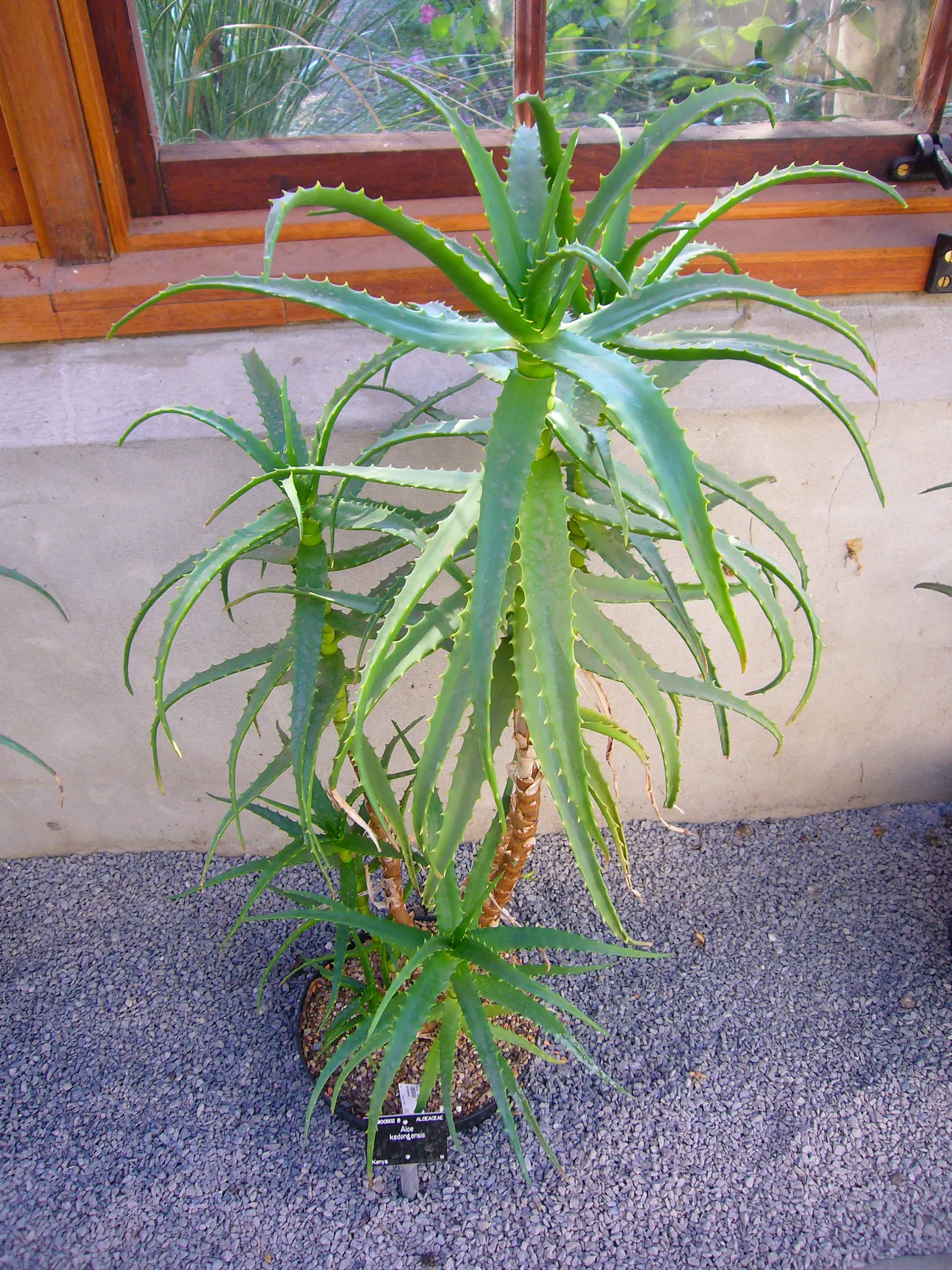 Kenyan Aloe (Aloe Kedongensis) — consider providing well-draining soil and full sun to partial shade exposure