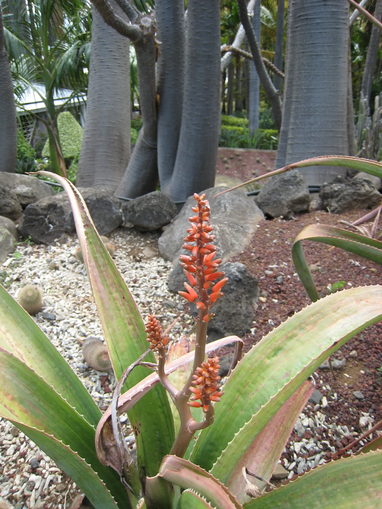 Kenyan Aloe (Aloe Kedongensis) — It thrives in USDA zones 10 through 11 and tolerates temperatures down to about 30&deg;F