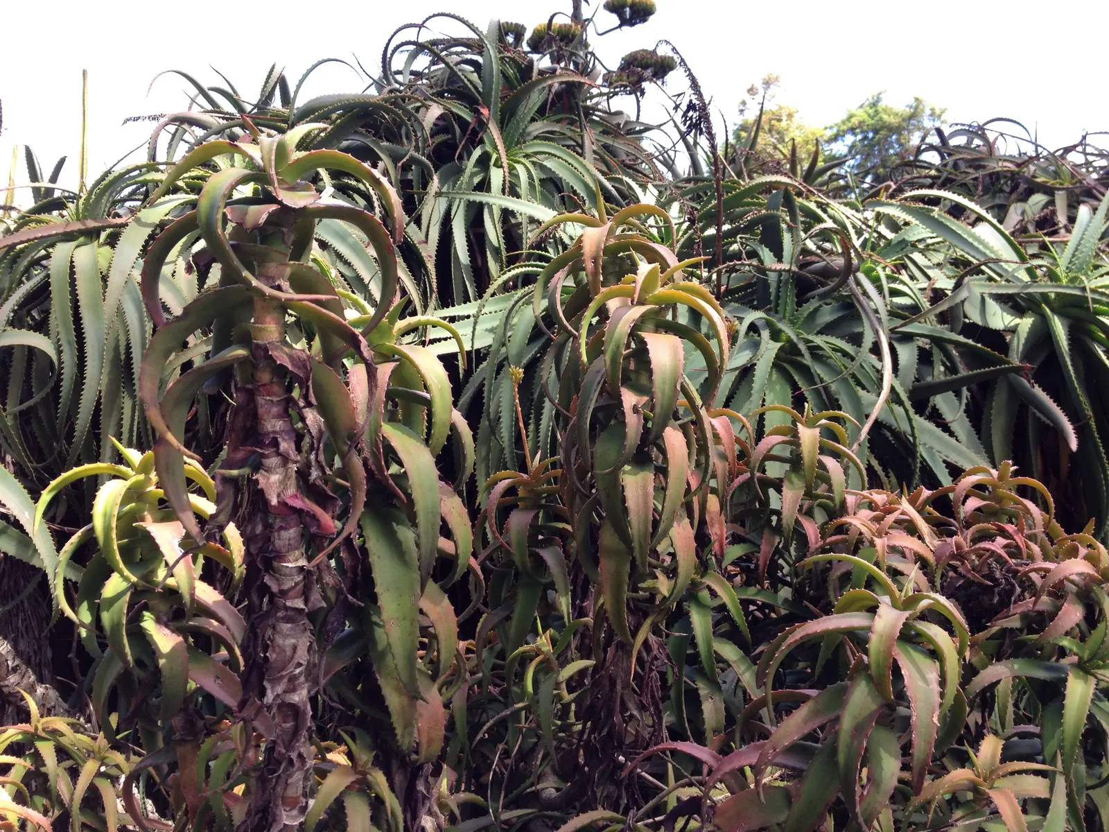 Kenyan Aloe (Aloe Kedongensis) — The flowering stalks emerge from the center of the rosettes