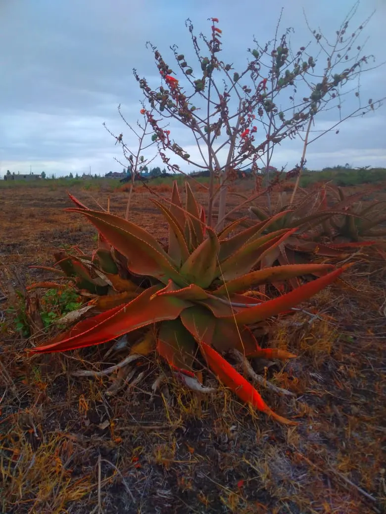 Kenyan Aloe (Aloe Kedongensis) — The Aloe kedongensis, or Kenyan Aloe, is a distinctive succulent indigenous to Kenya's Rift Valley region