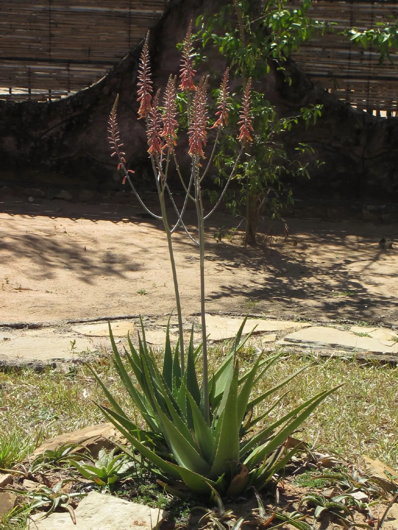 Kenyan Aloe (Aloe Kedongensis) — with rosettes of lance-shaped