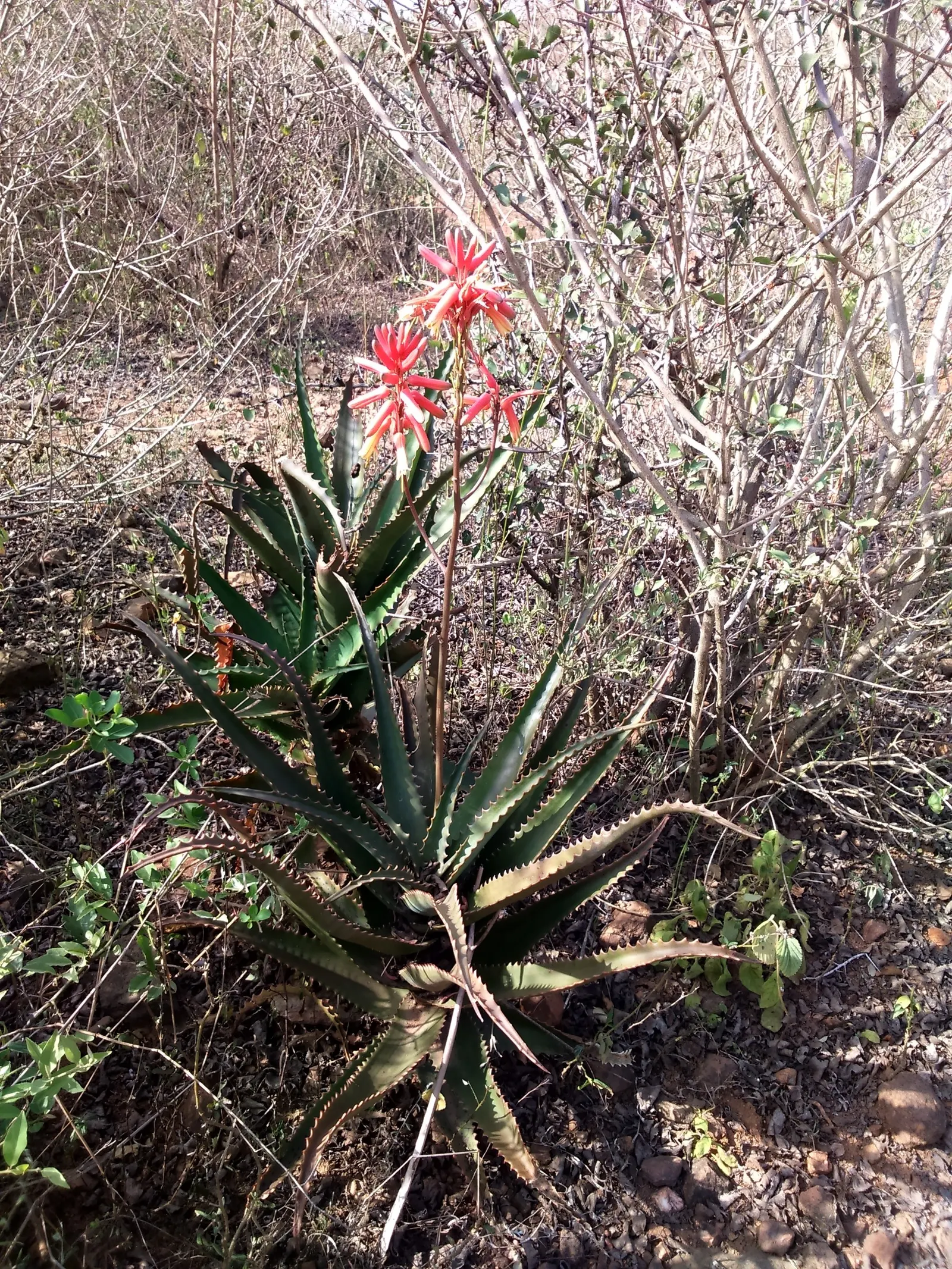 Kenyan Aloe (Aloe Kedongensis) — the Kenyan Aloe boasts a sculptural quality