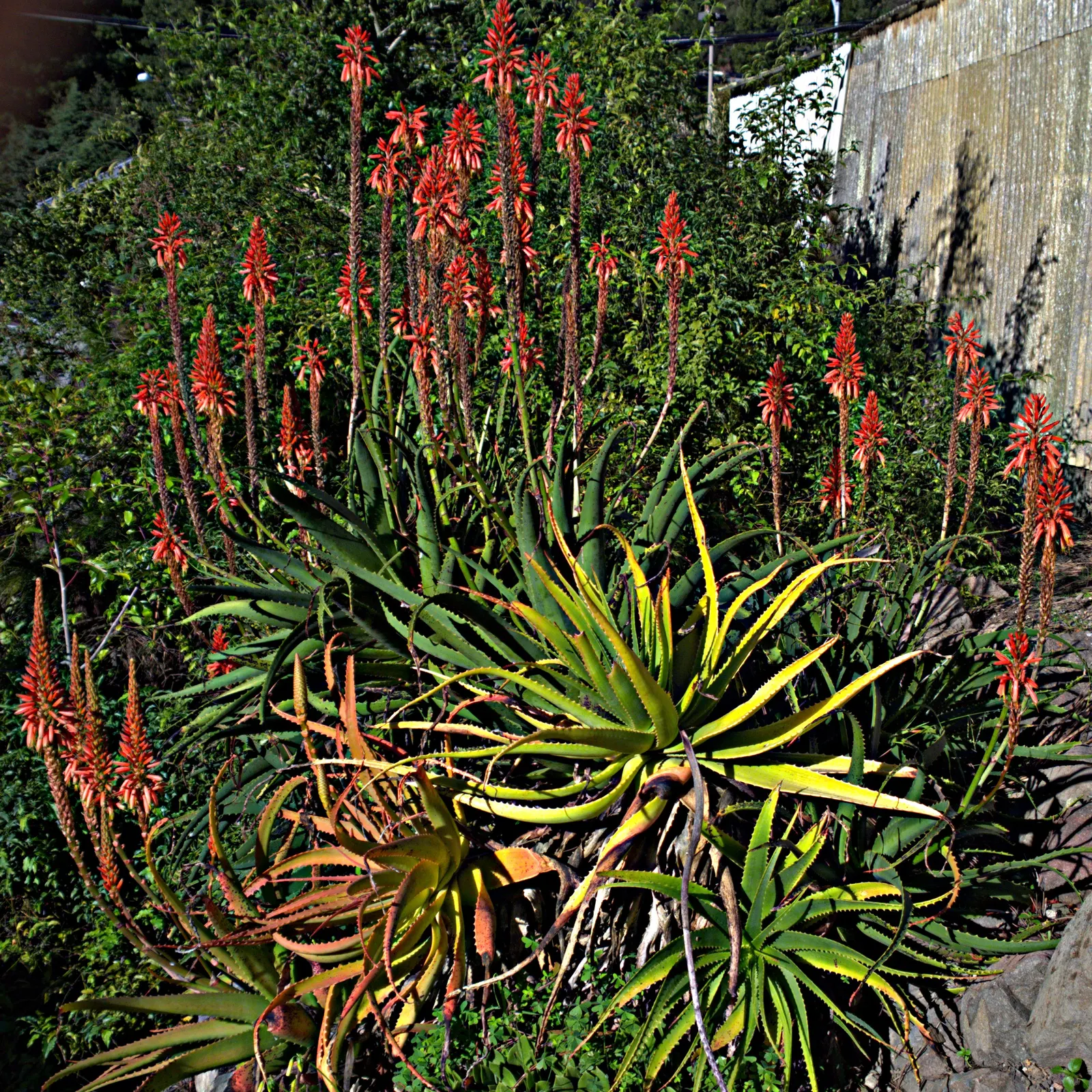 Kenyan Aloe (Aloe Kedongensis) — It showcases elongated leaves forming a rosette up to 2 feet wide