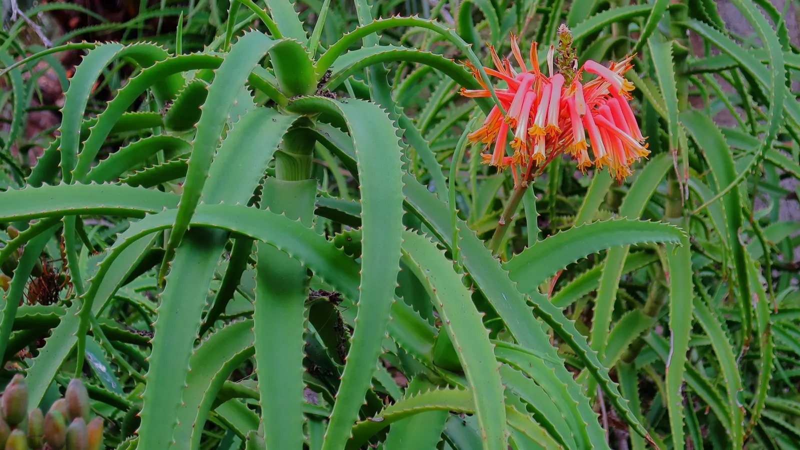 Kenyan Aloe (Aloe Kedongensis) — Ideal for xeriscaping, its bold form provides a dramatic accent in arid landscape designs