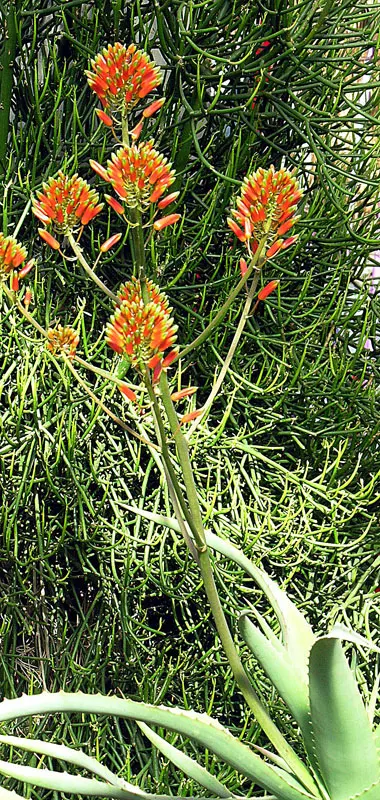 Kenyan Aloe (Aloe Kedongensis) — Intriguing coral-red flowers may shoot up to 3 feet high in winter