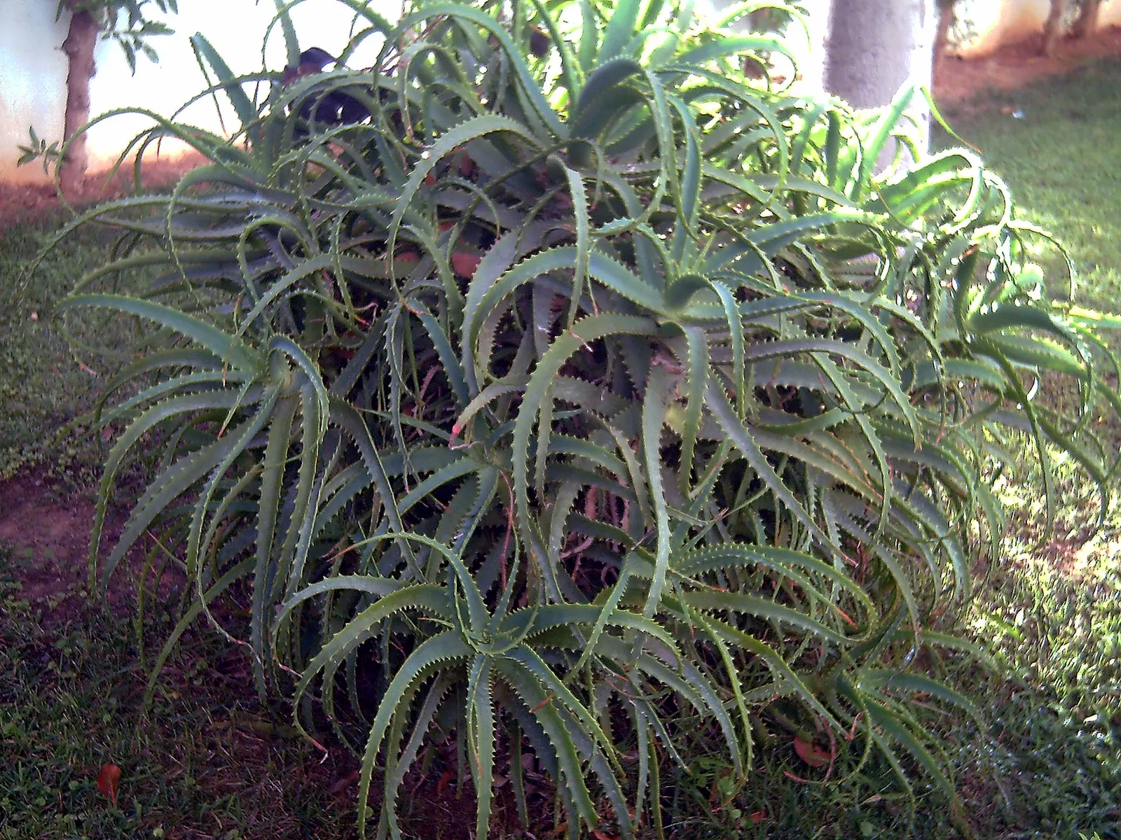 Kenyan Aloe (Aloe Kedongensis) — These succulent leaves store water