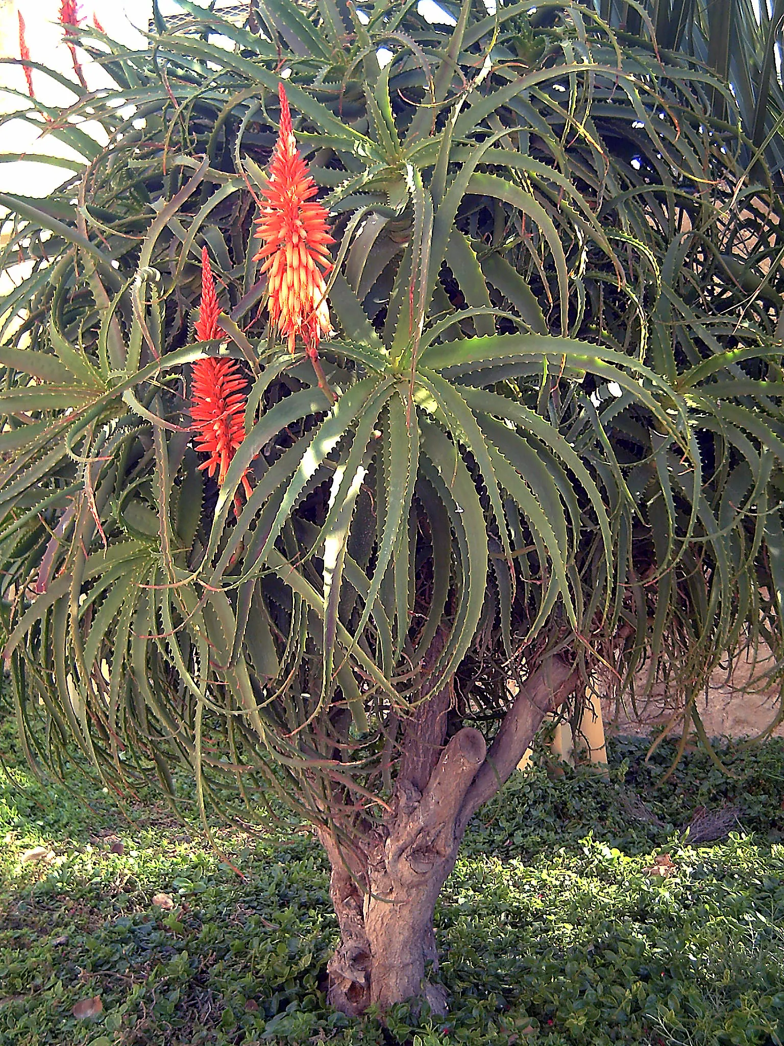 Kenyan Aloe (Aloe Kedongensis) — are edged with small teeth