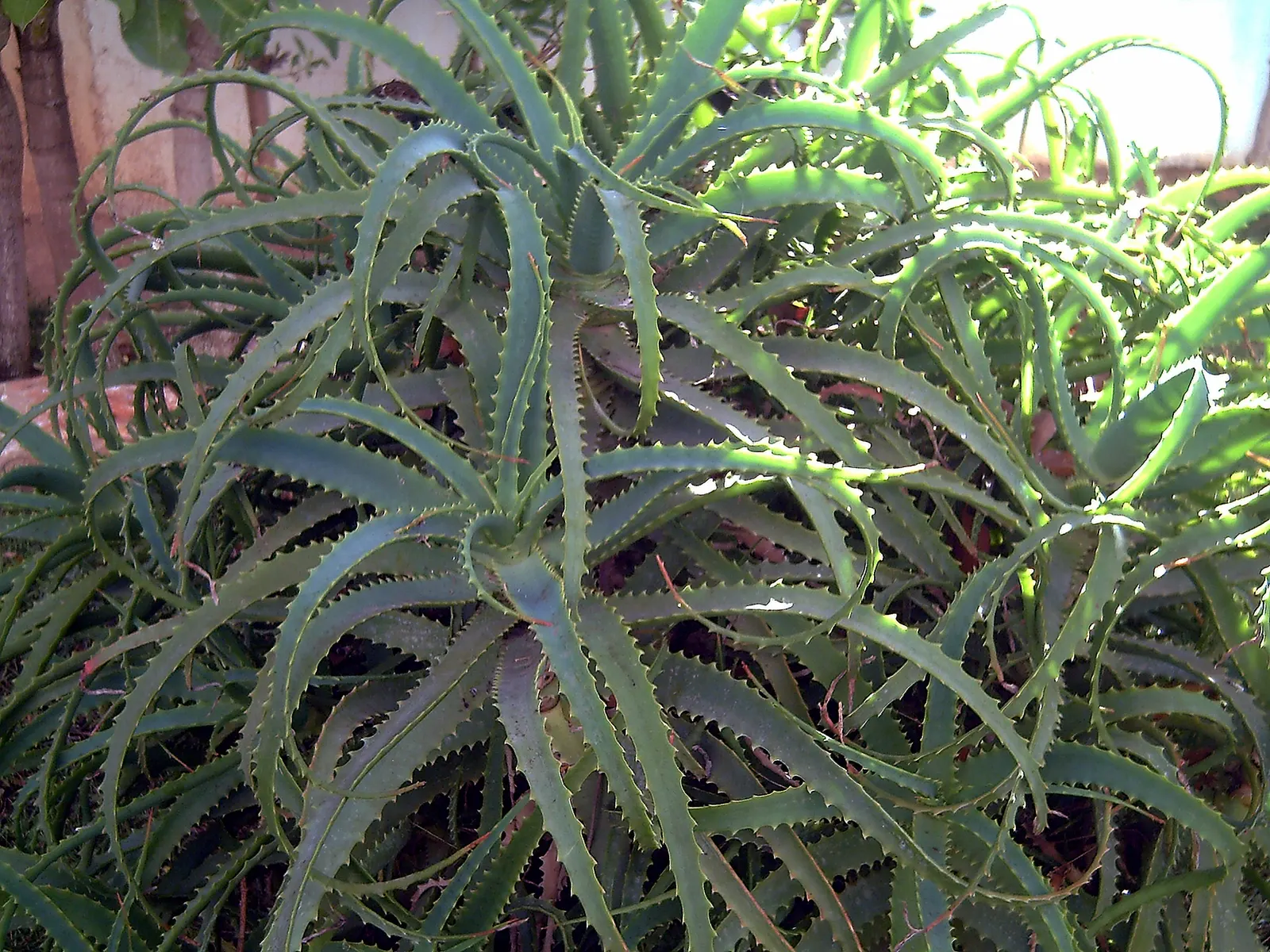 Kenyan Aloe (Aloe Kedongensis) — giving the plant an intriguing texture
