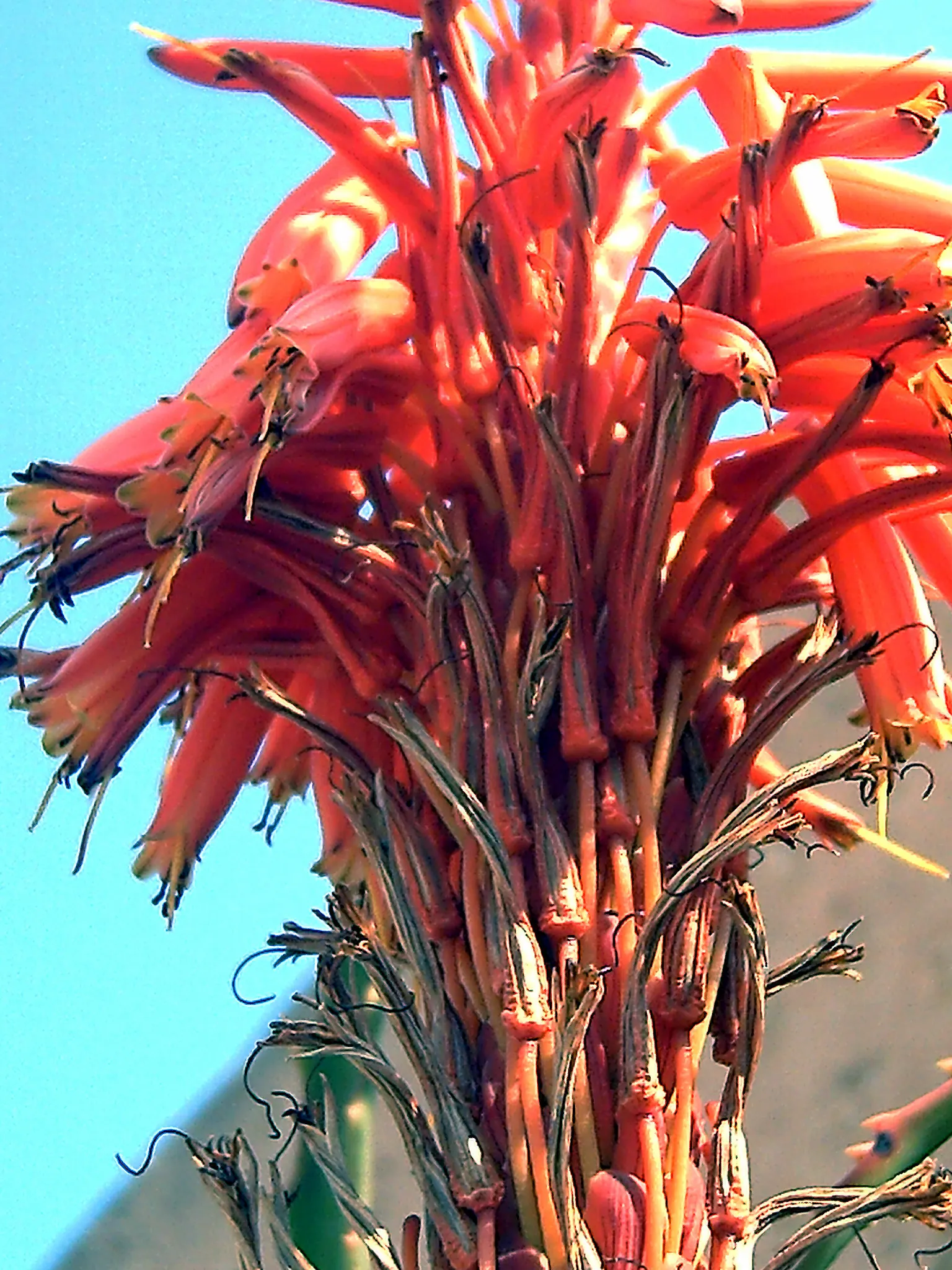 Kenyan Aloe (Aloe Kedongensis) — allowing the plant to endure prolonged dry periods