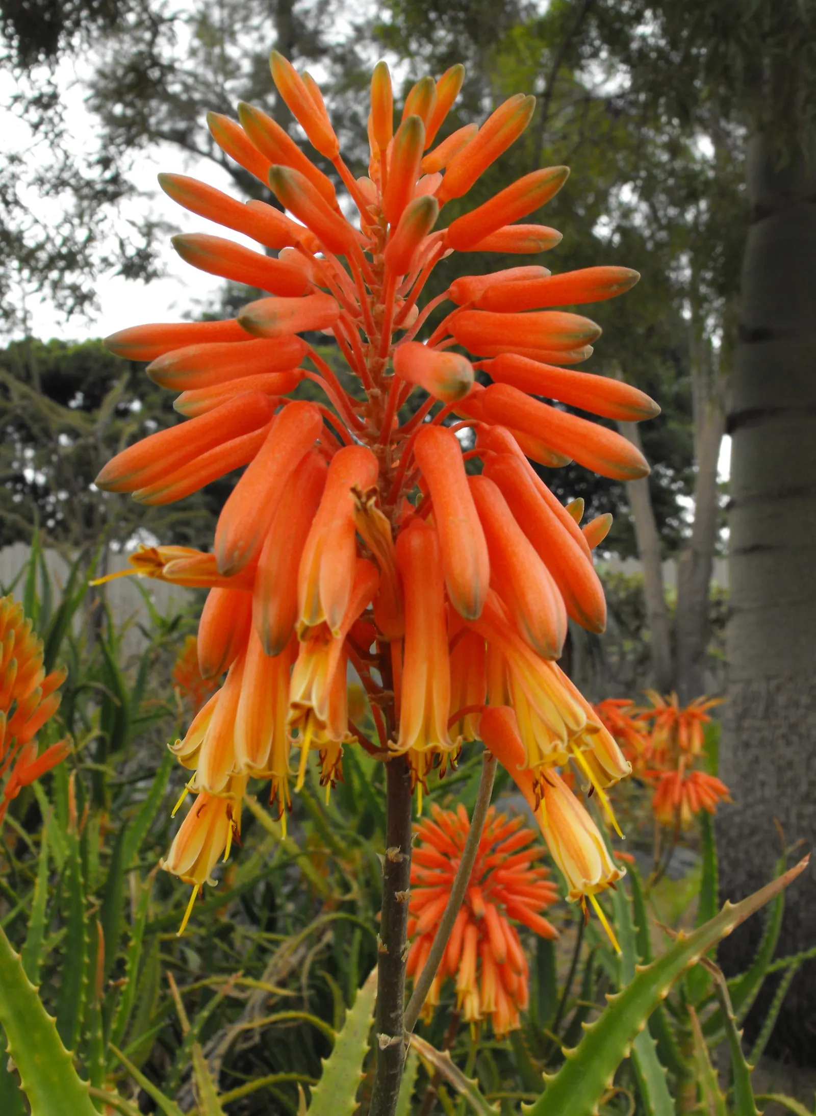 Kenyan Aloe (Aloe Kedongensis) — contributing to local ecology