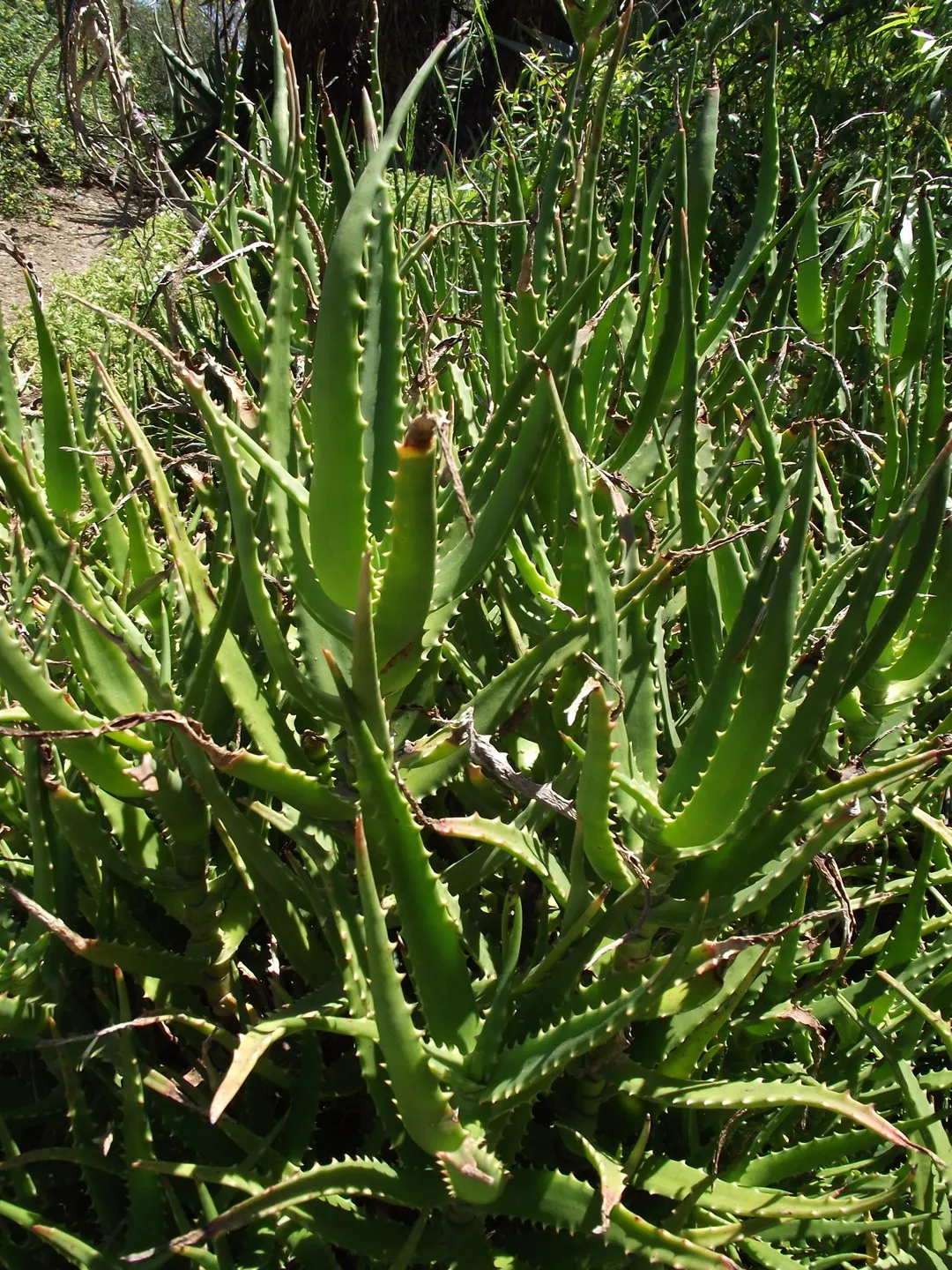 Kenyan Aloe (Aloe Kedongensis) — making it an ideal choice for drought-resistant gardens.<br><br>From spring to early summer