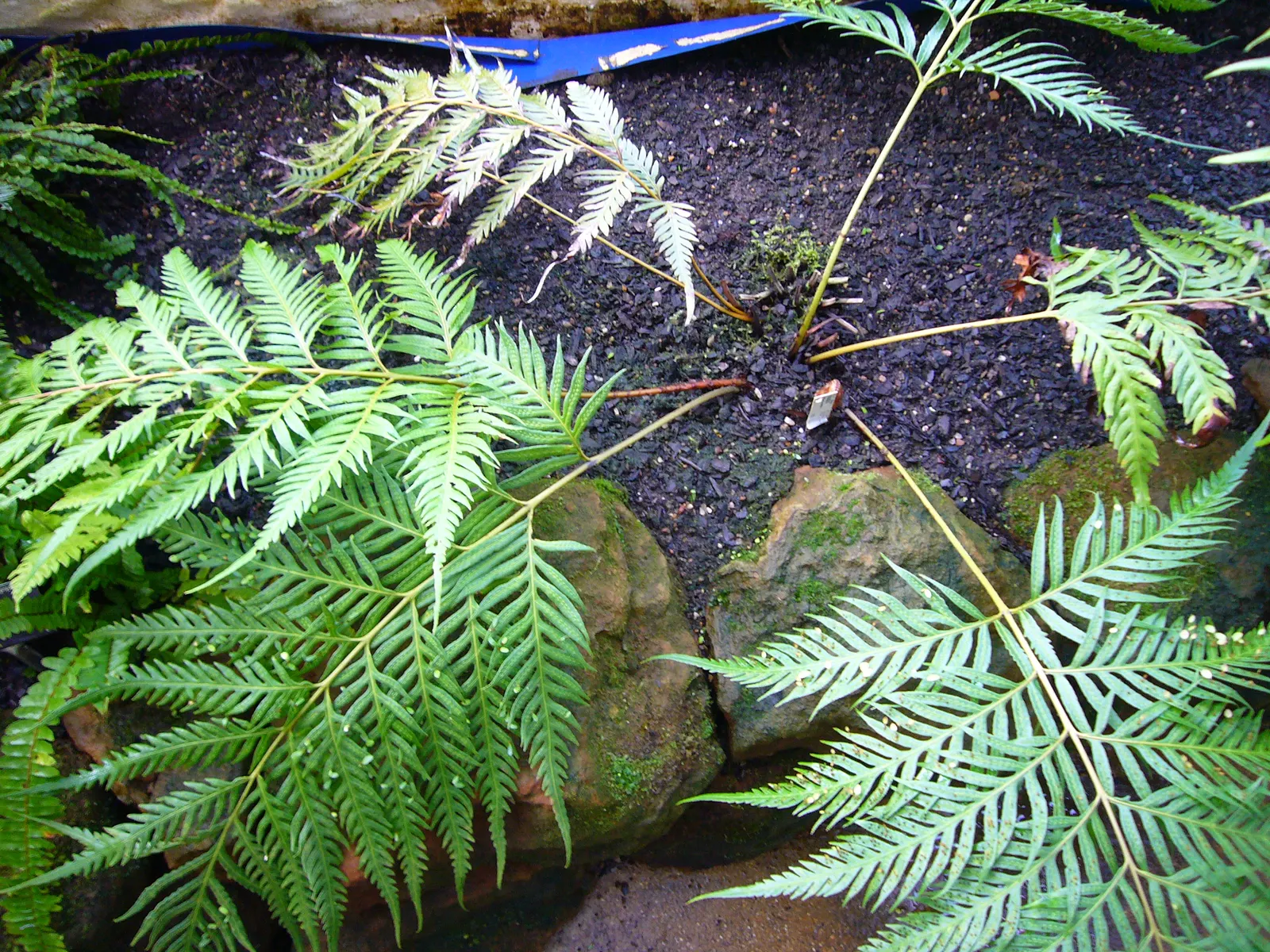 Jeweled Chain Fern (Woodwardia Unigemmata) — adding a luxurious texture and a touch of resilience against cold