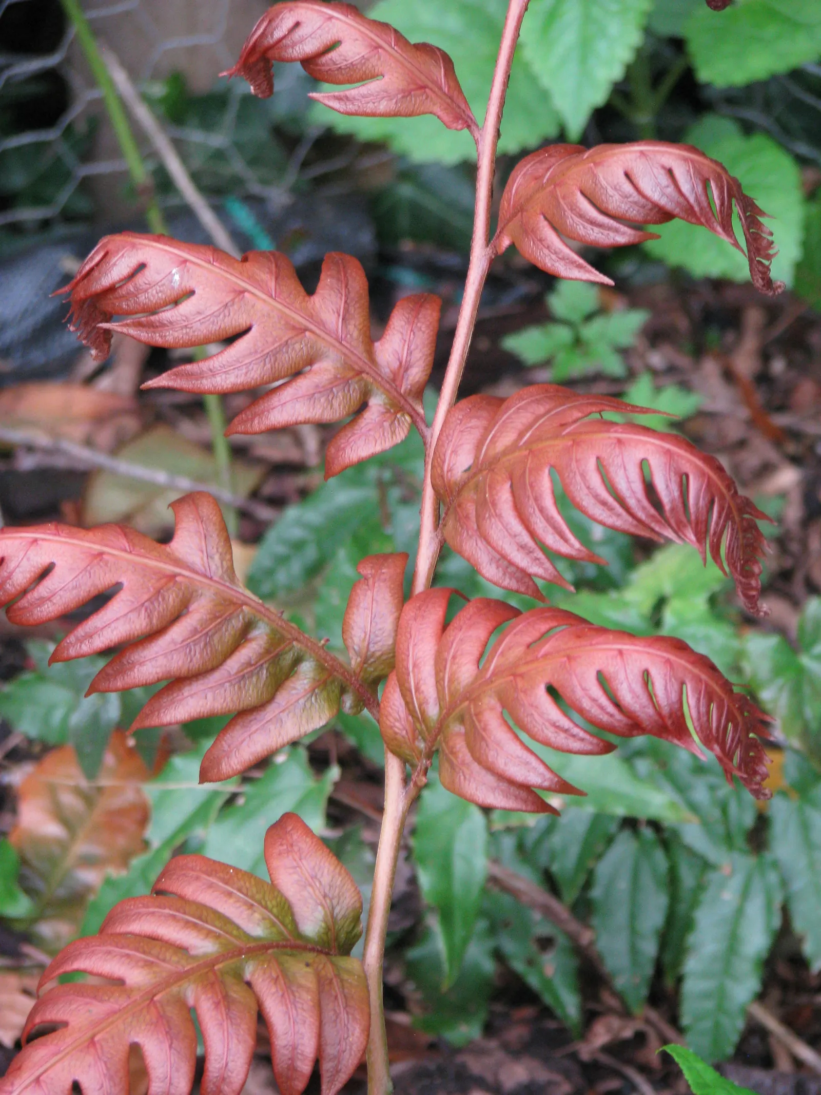 Jeweled Chain Fern (Woodwardia Unigemmata) — Its name is derived from eye-catching bulbils forming on frond undersides, which can root to create new plants