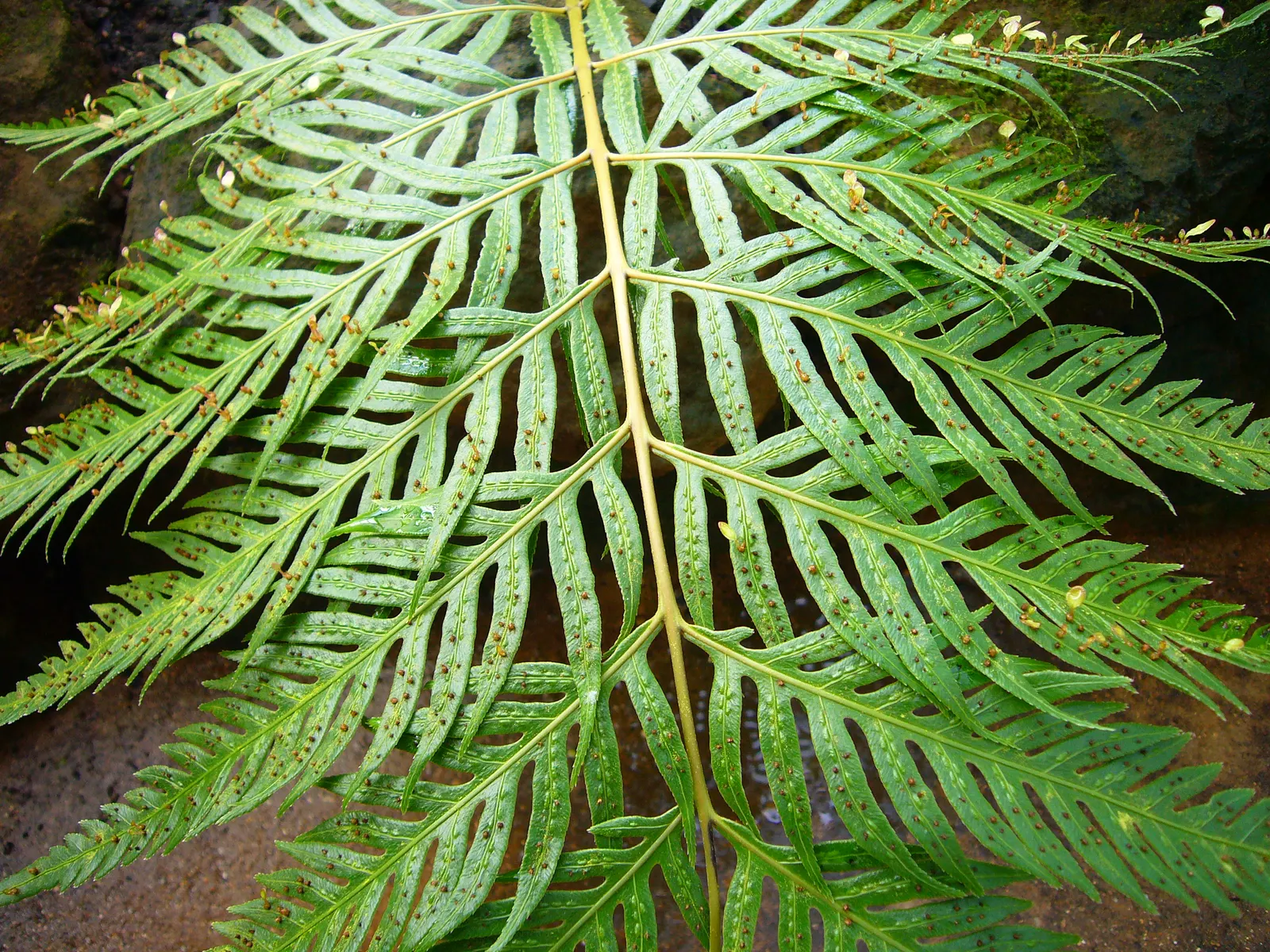 Jeweled Chain Fern (Woodwardia Unigemmata) — A striking choice for woodland gardens